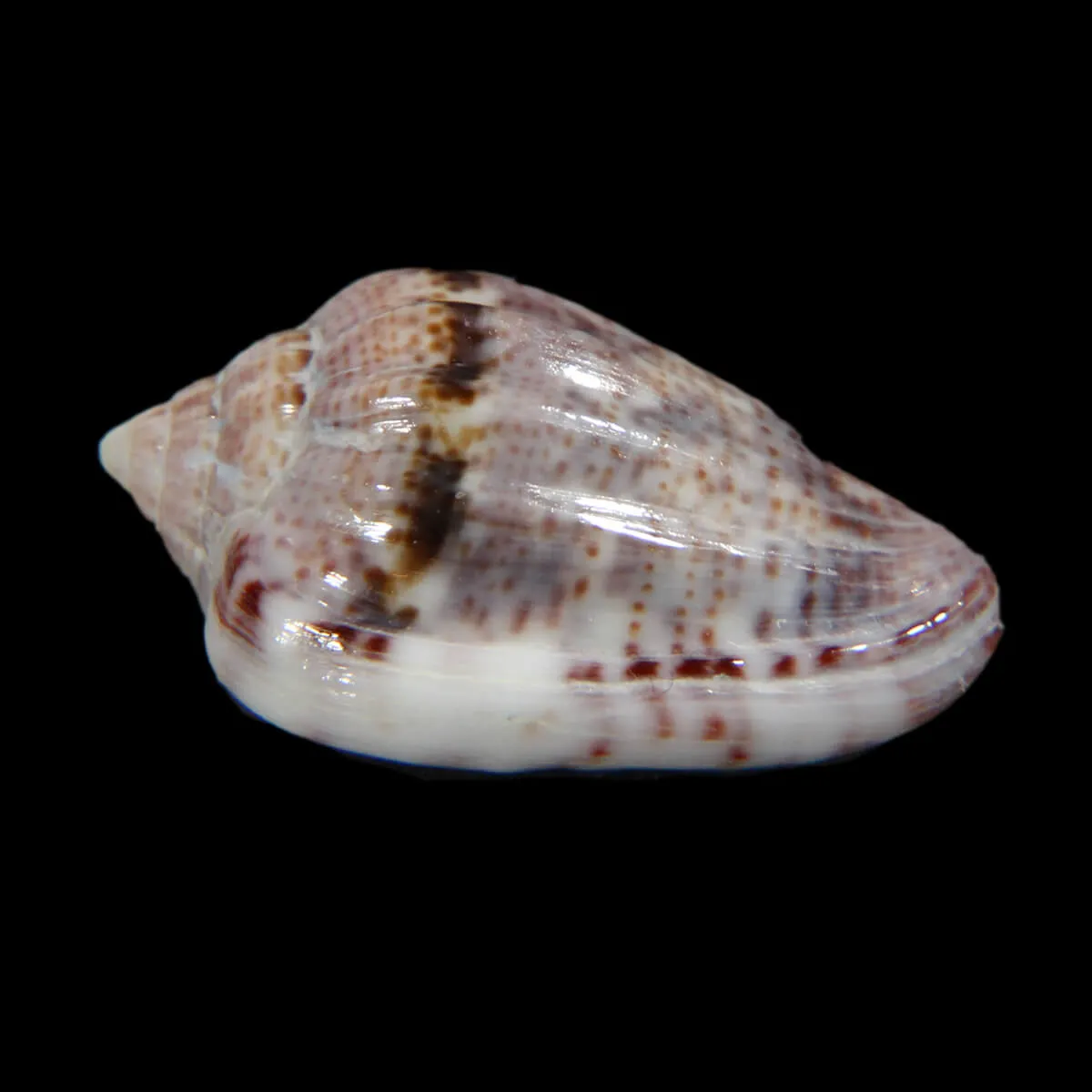 Glabella Mirabilis