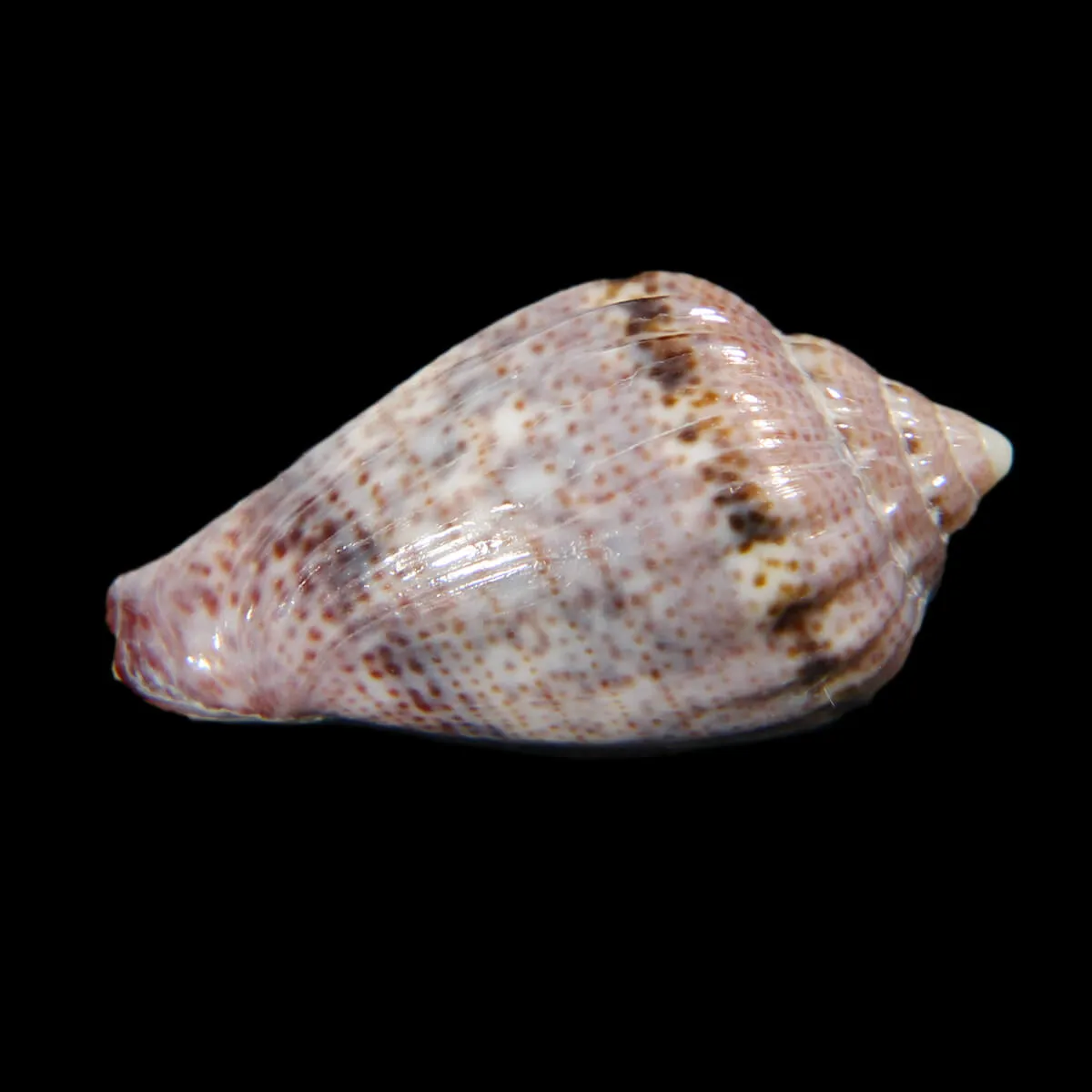 Glabella Mirabilis