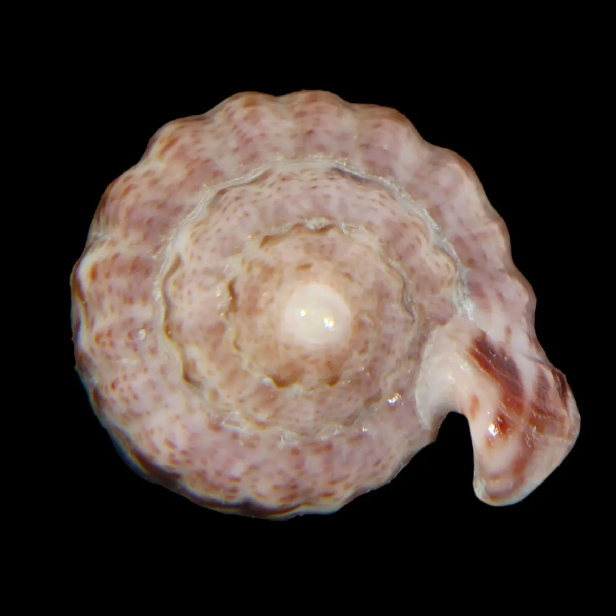 Glabella Mirabilis