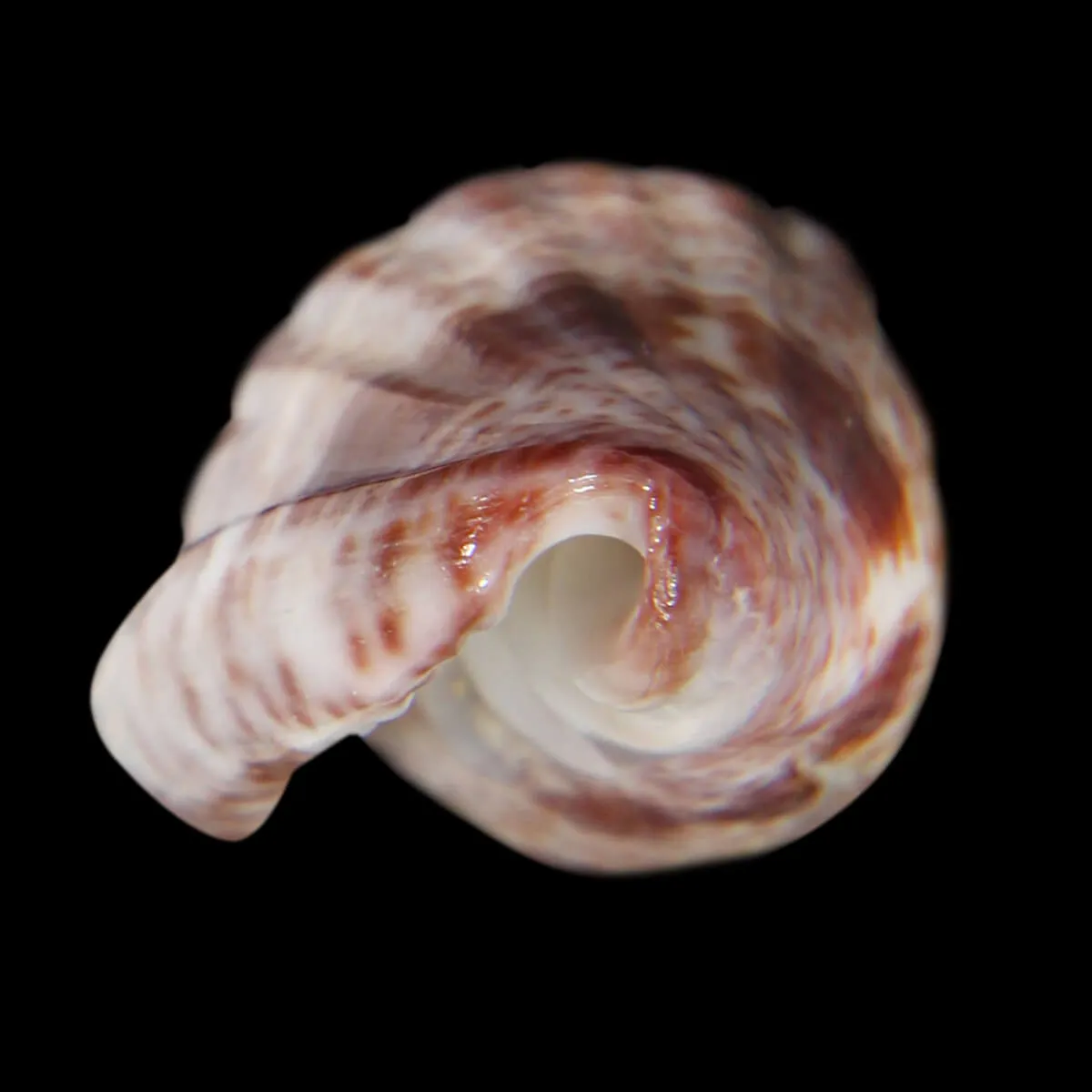 Glabella Mirabilis
