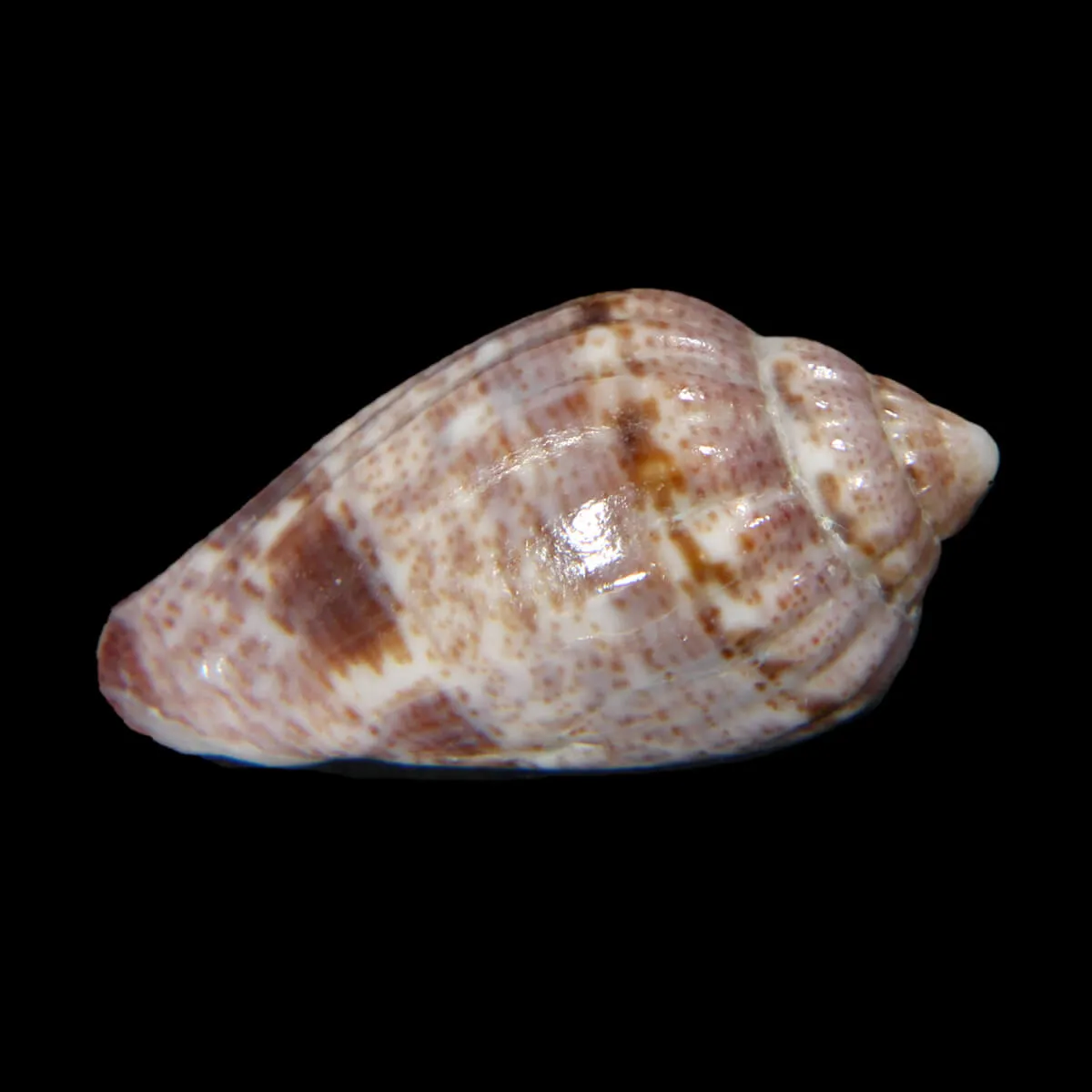Glabella Mirabilis