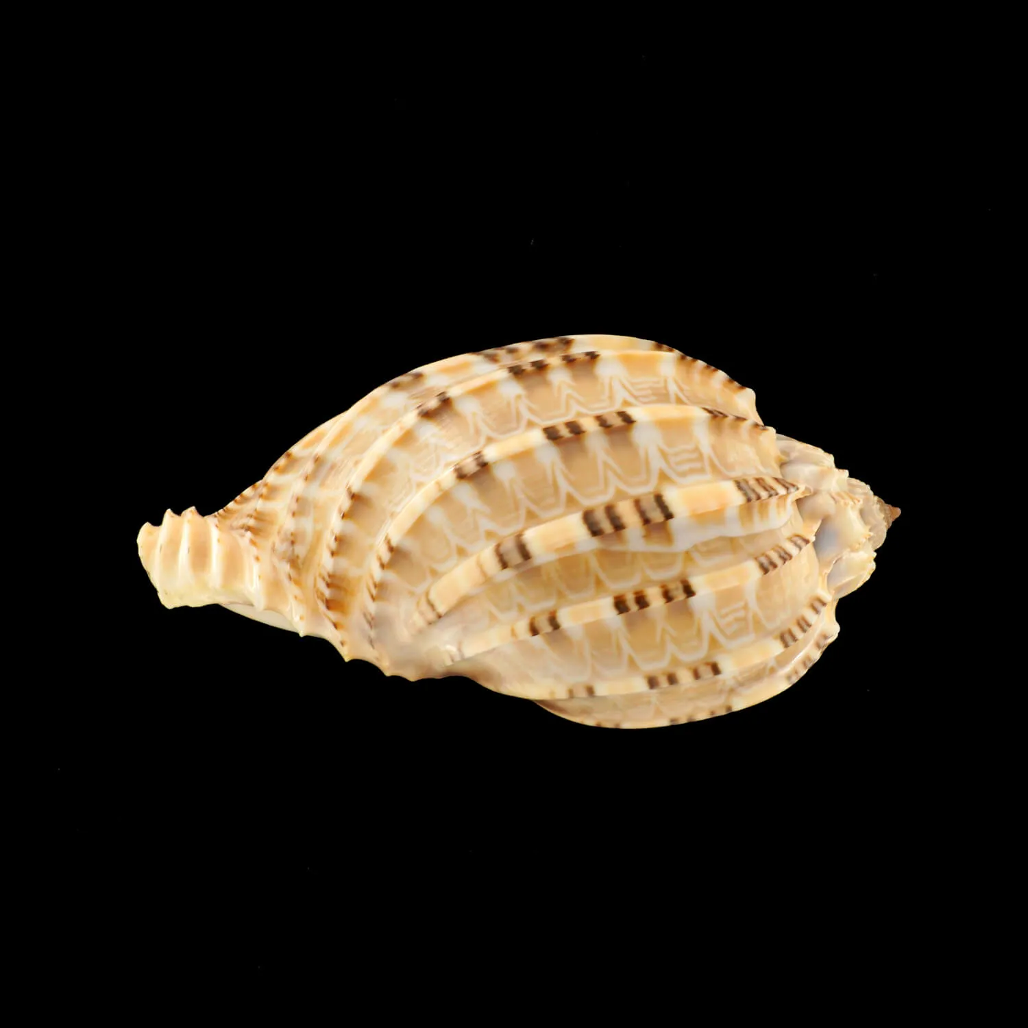 Harpa Articularis