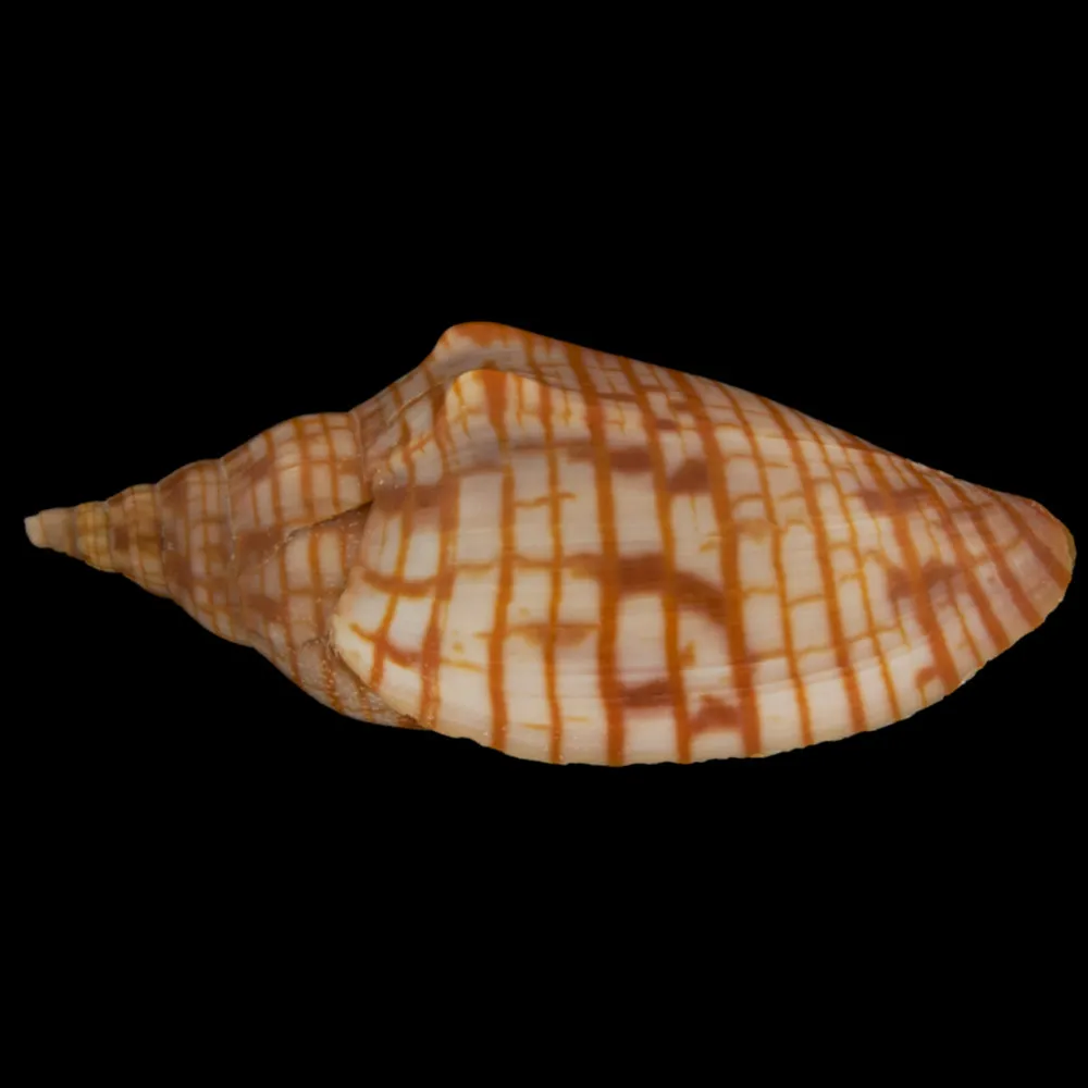 Harpulina Arausiaca f. Vexillum