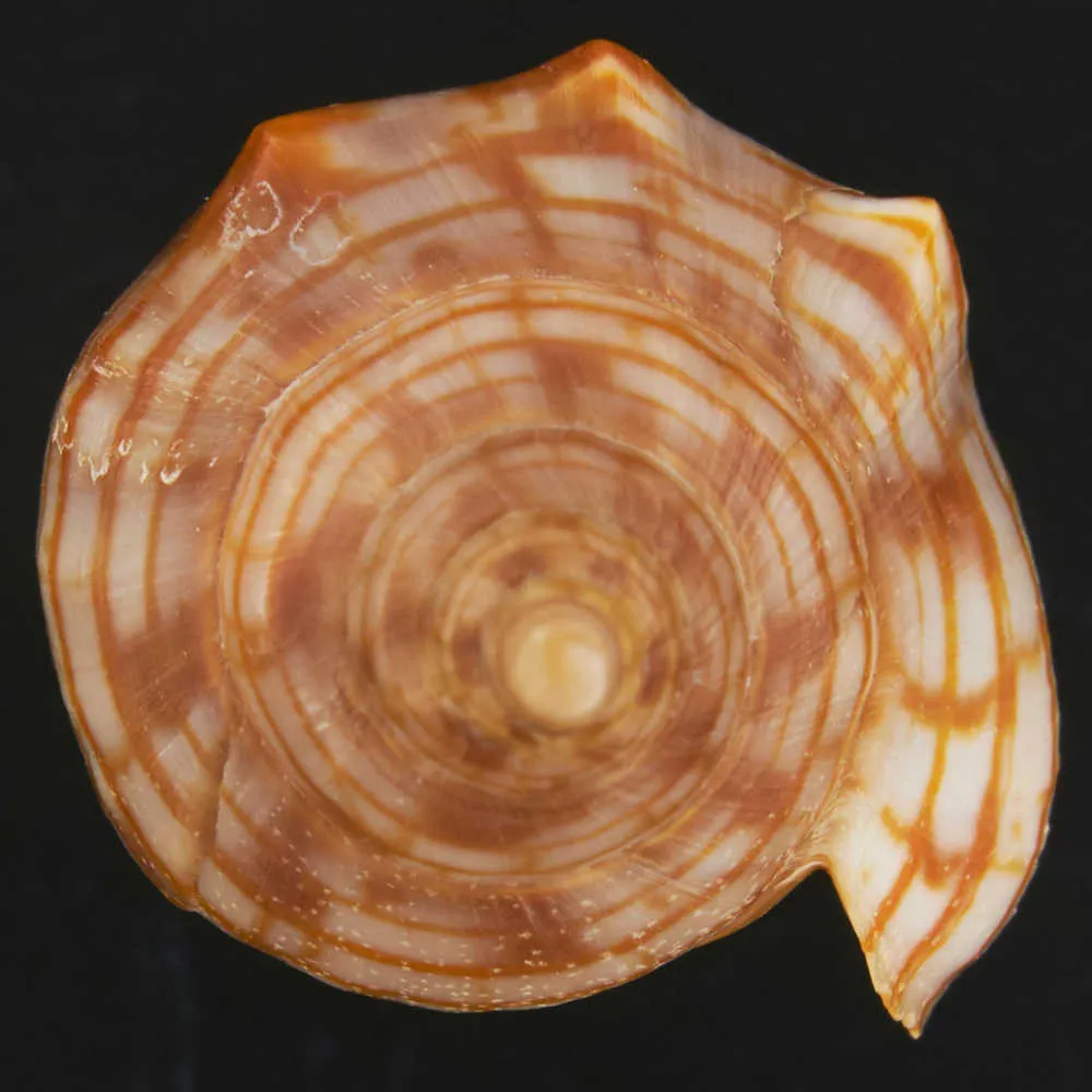 Harpulina Arausiaca f. Vexillum