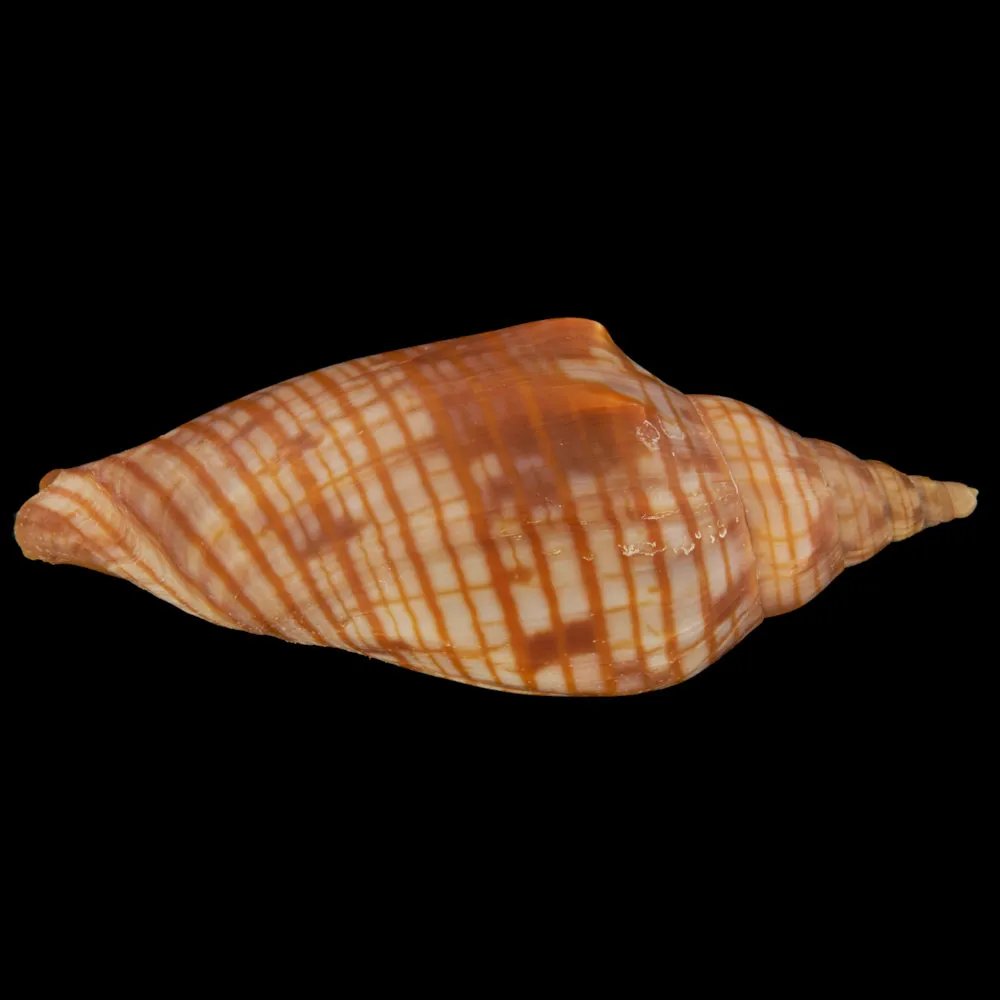 Harpulina Arausiaca f. Vexillum