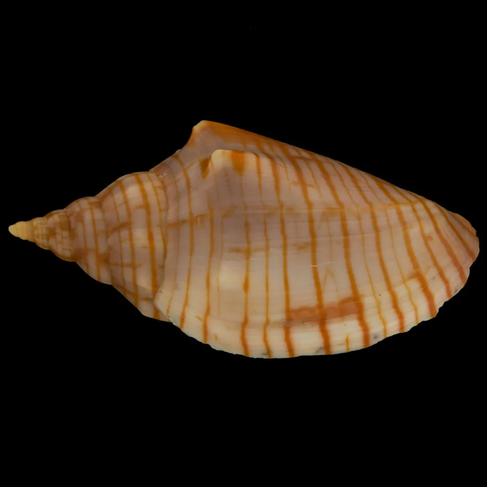 Harpulina Arausiaca f. Vexillum