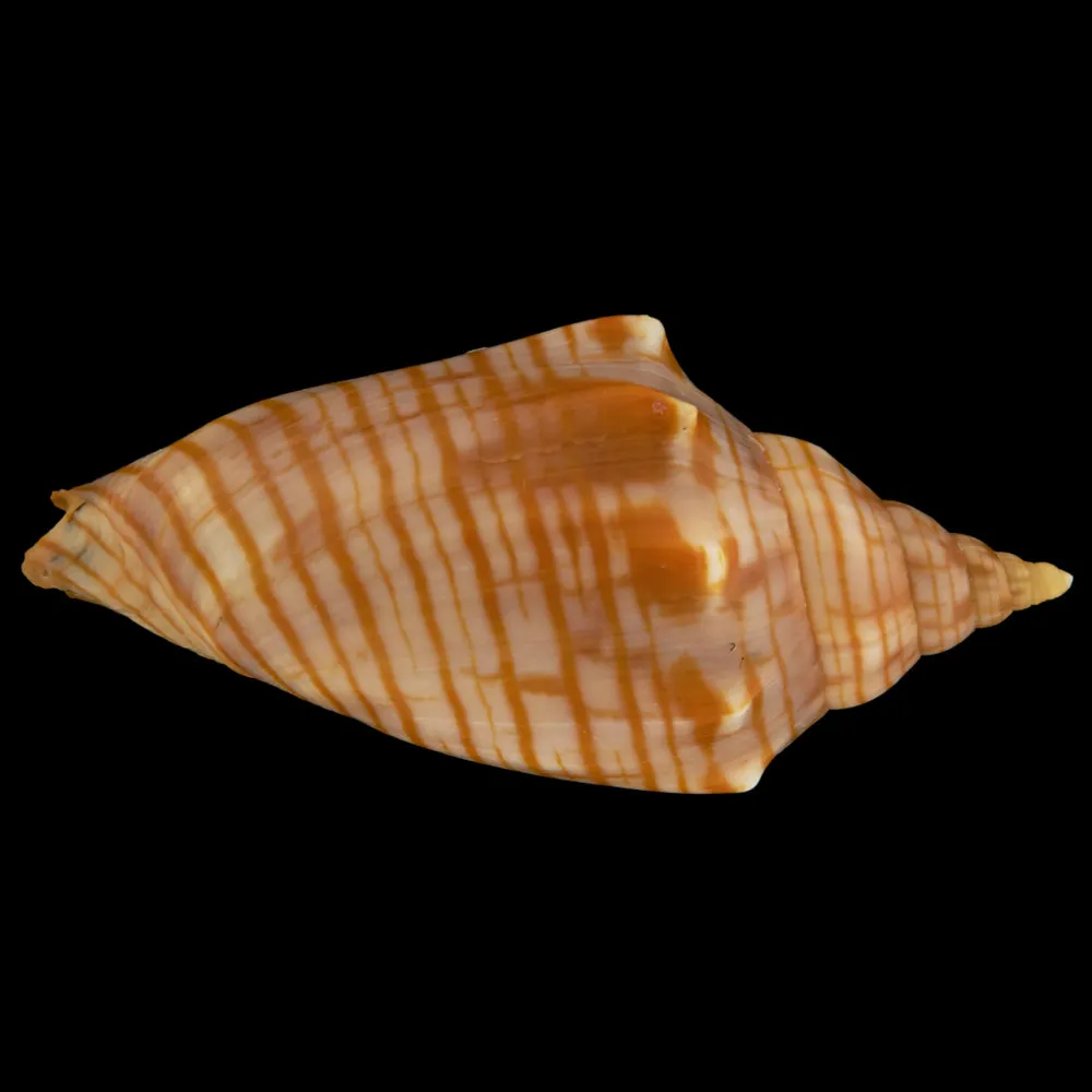 Harpulina Arausiaca f. Vexillum