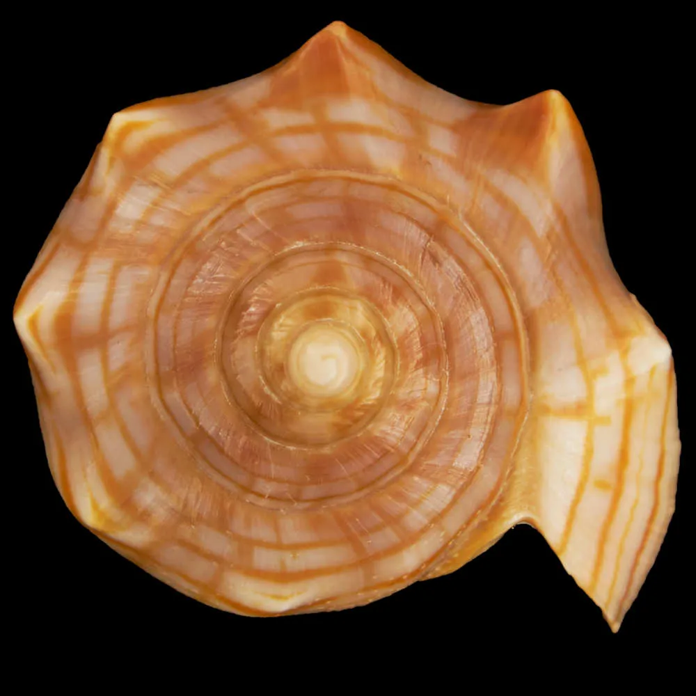 Harpulina Arausiaca f. Vexillum