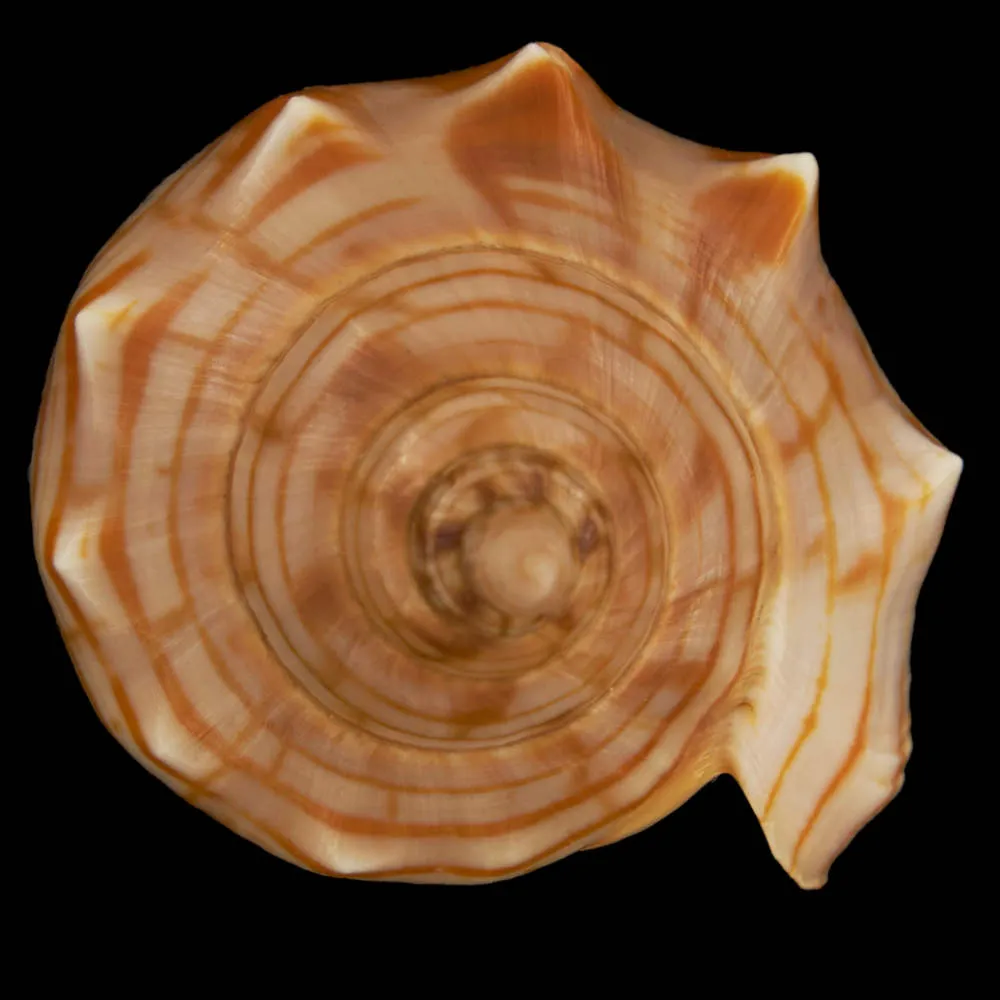 Harpulina Arausiaca f. Vexillum