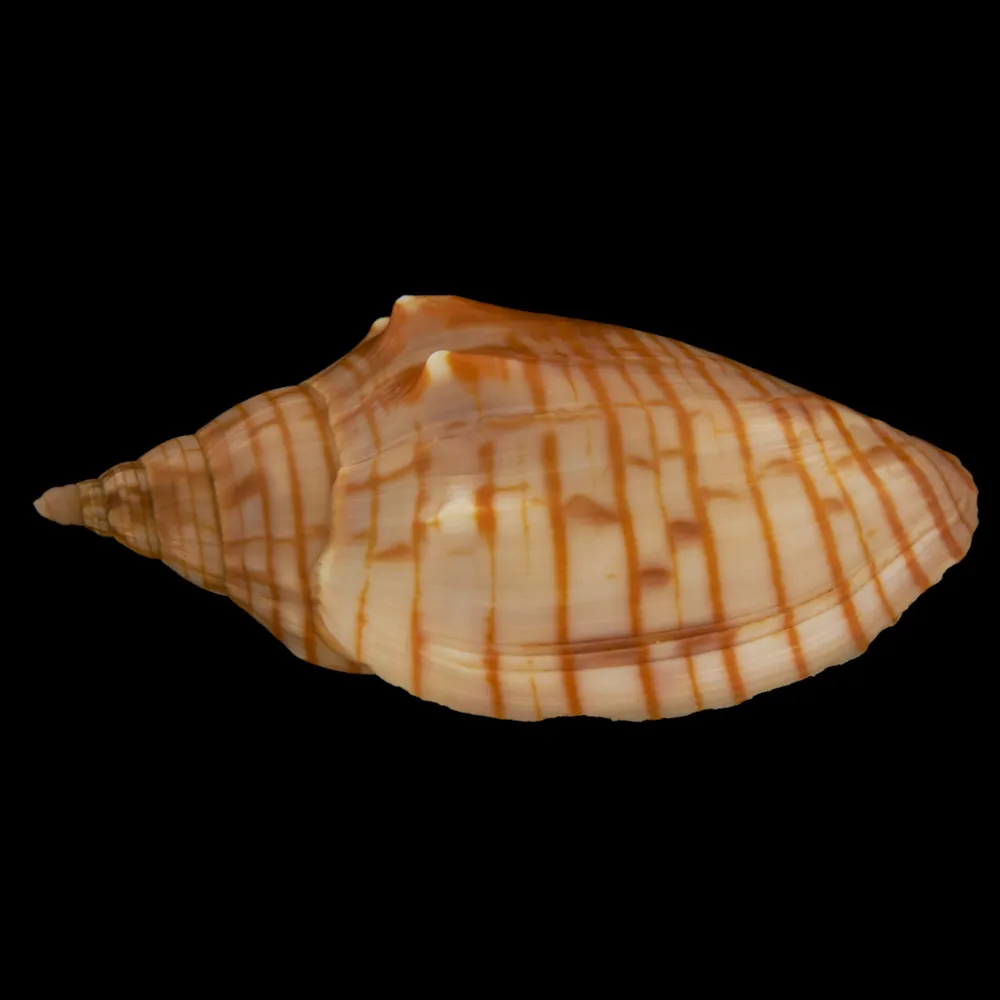 Harpulina Arausiaca f. Vexillum