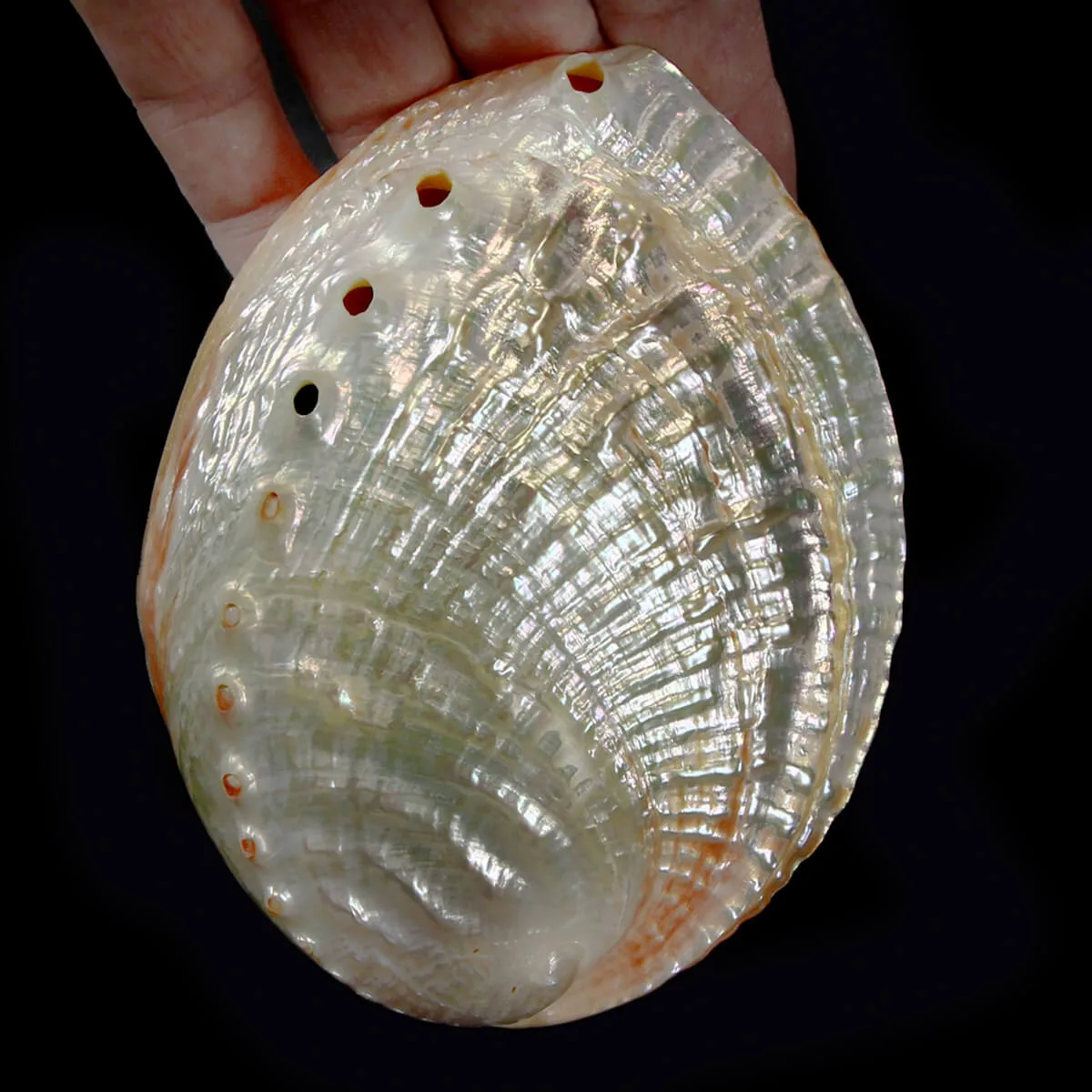 Haliotis Rubra