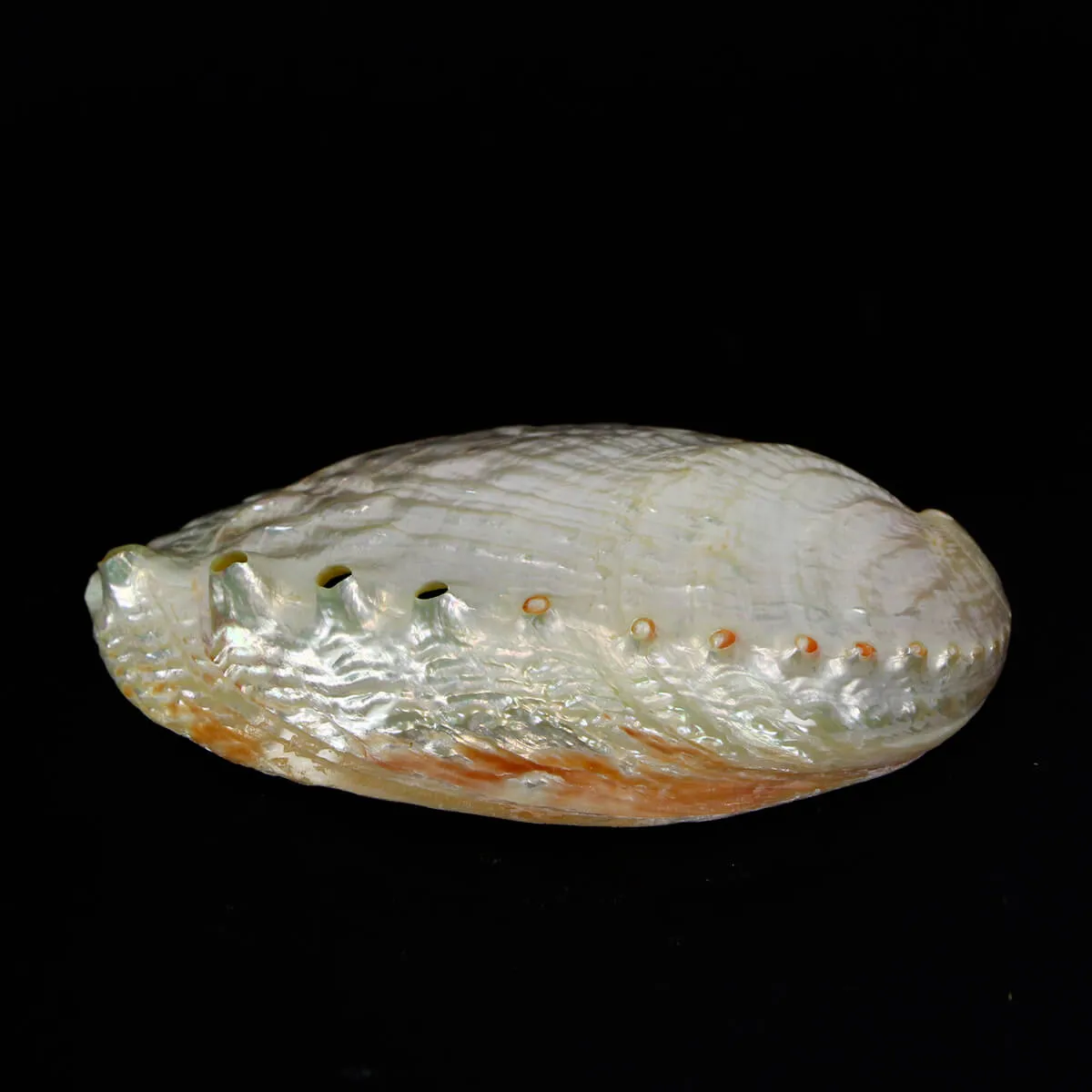Haliotis Rubra