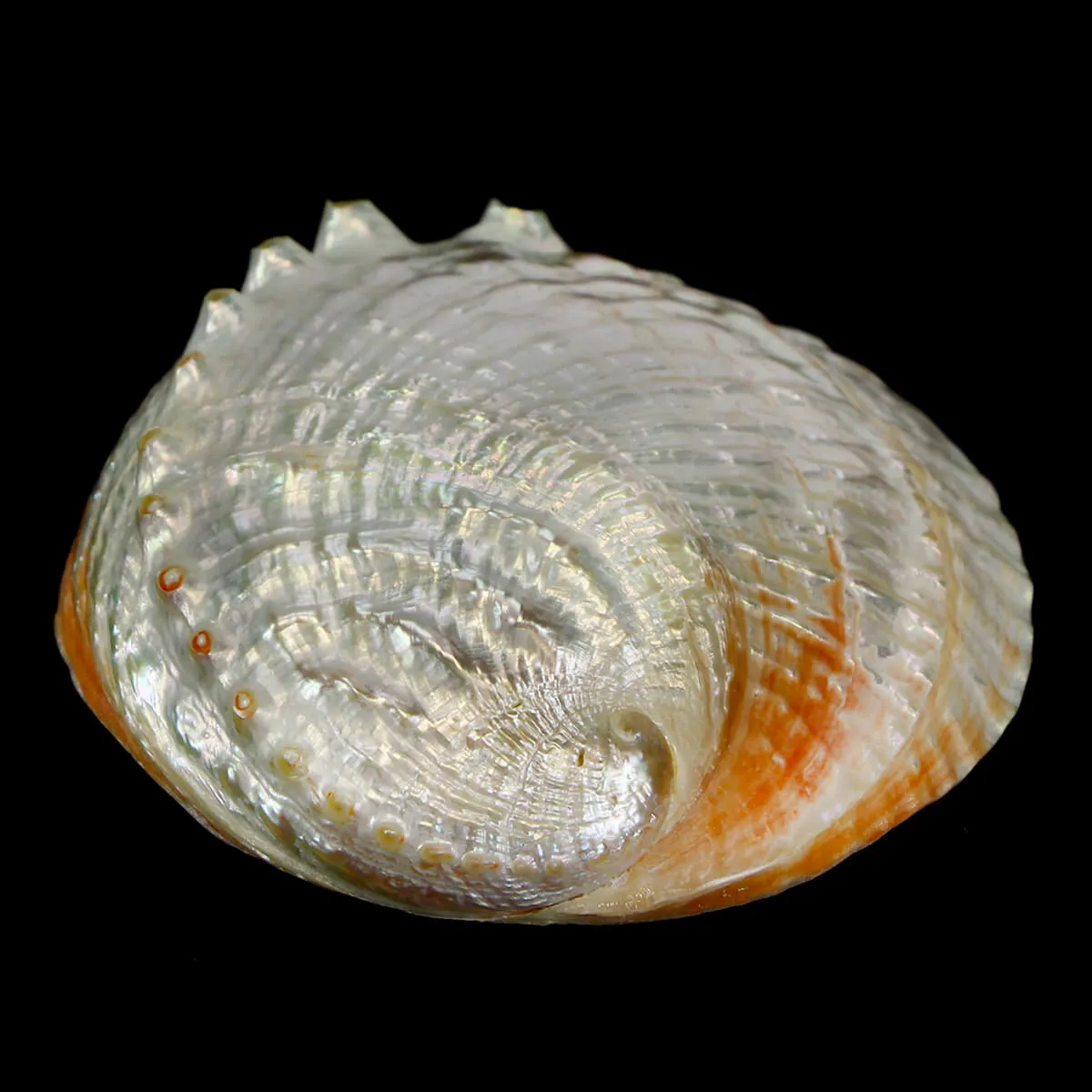 Haliotis Rubra