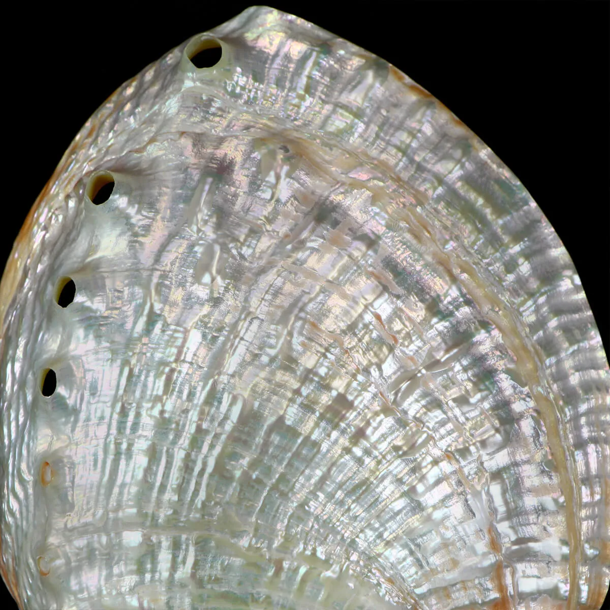 Haliotis Rubra