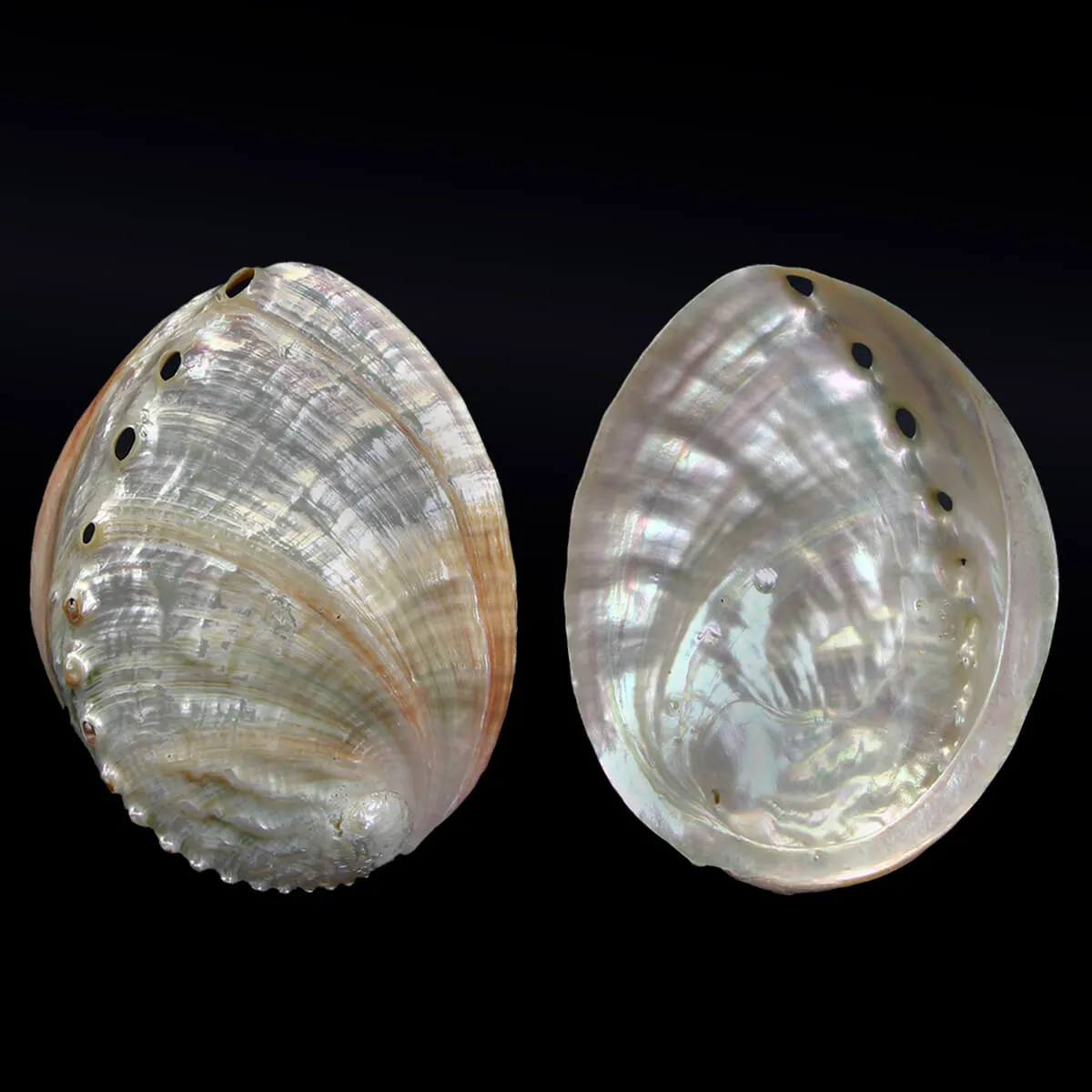 Haliotis Rubra