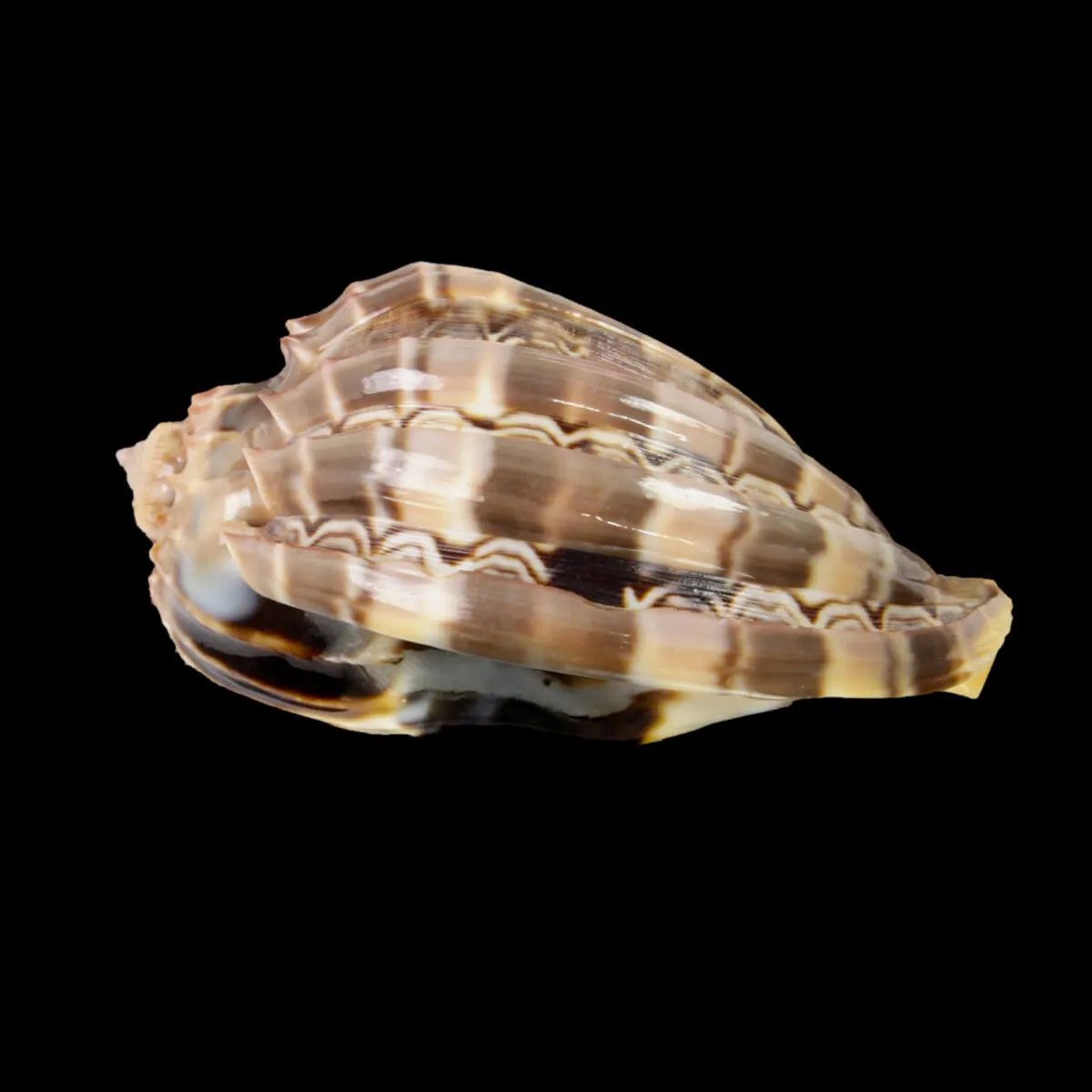 Harpa Cabriti