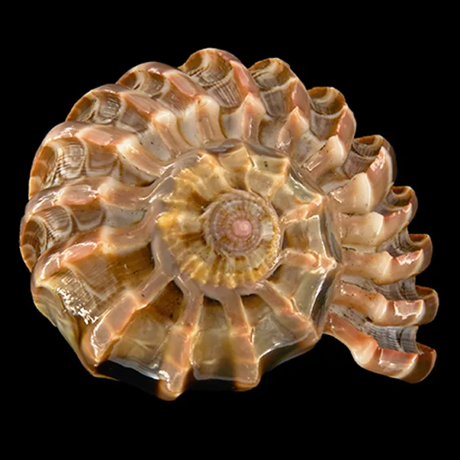 Harpa Cabriti