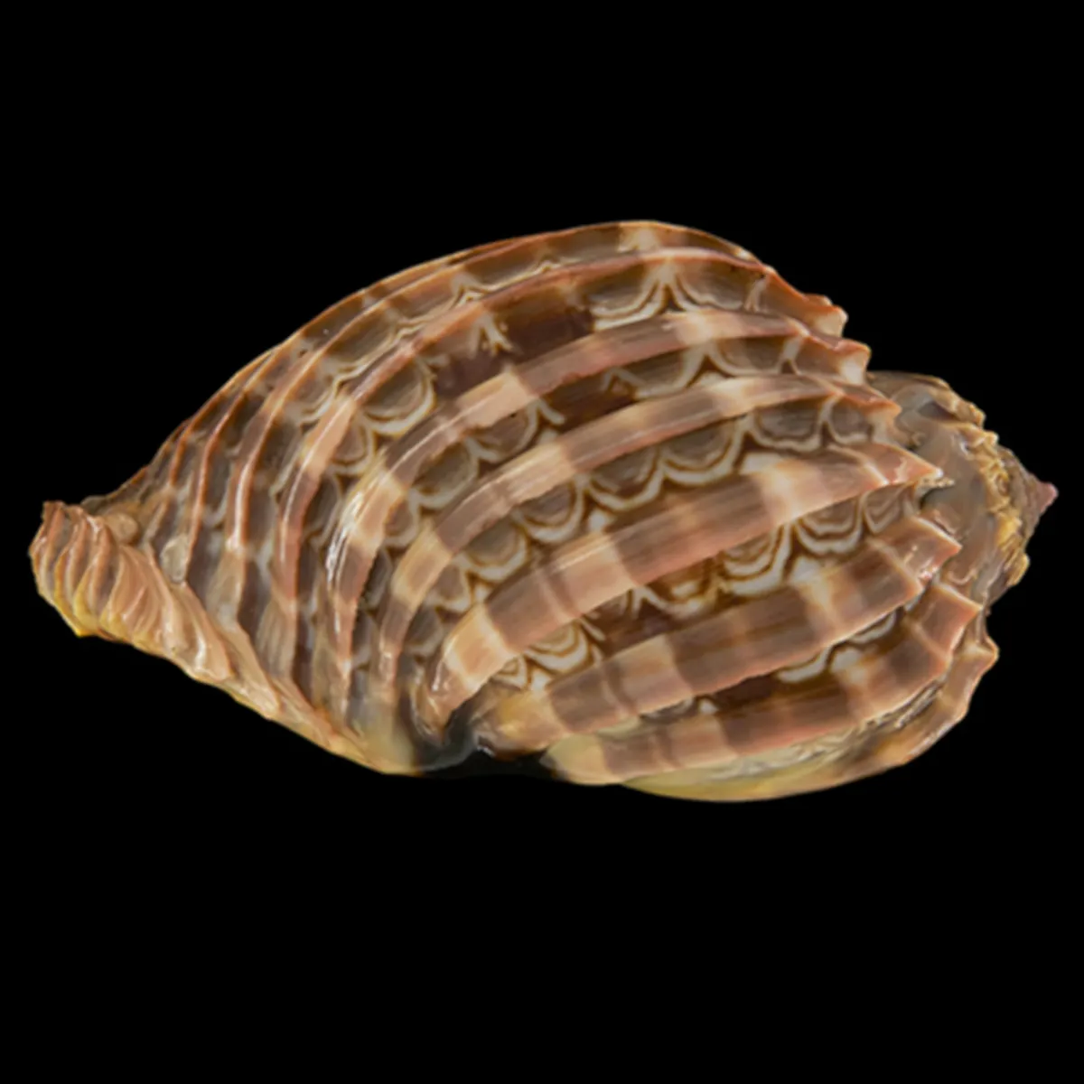 Harpa Cabriti
