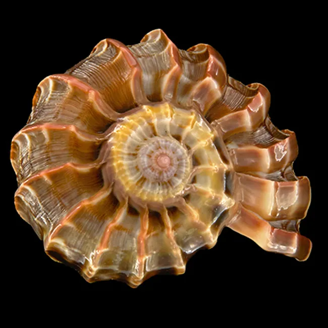 Harpa Cabriti