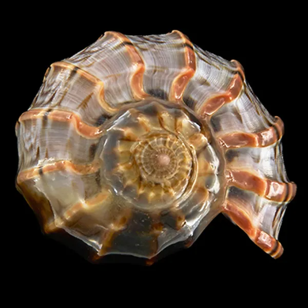 Harpa Cabriti