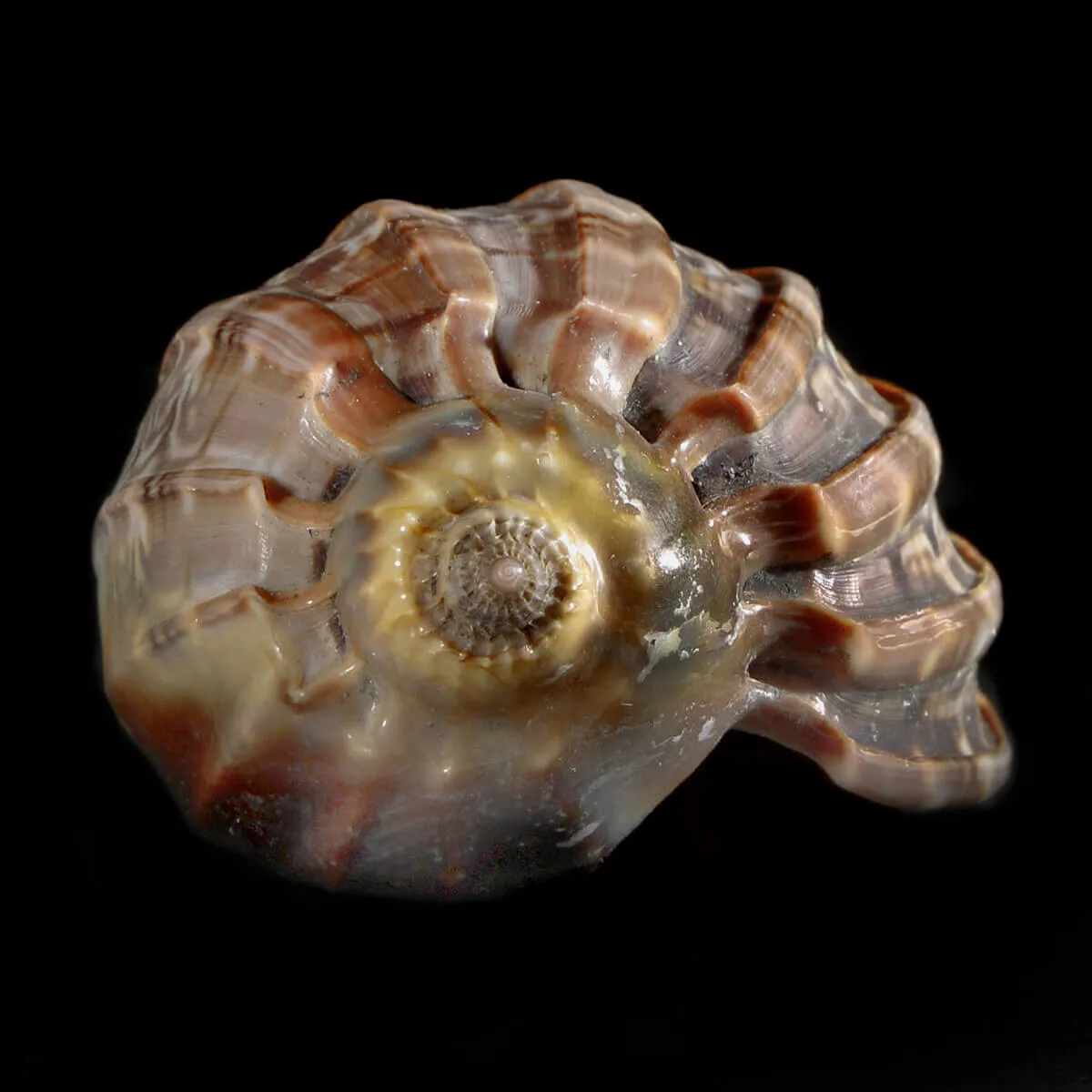 Harpa Cabriti