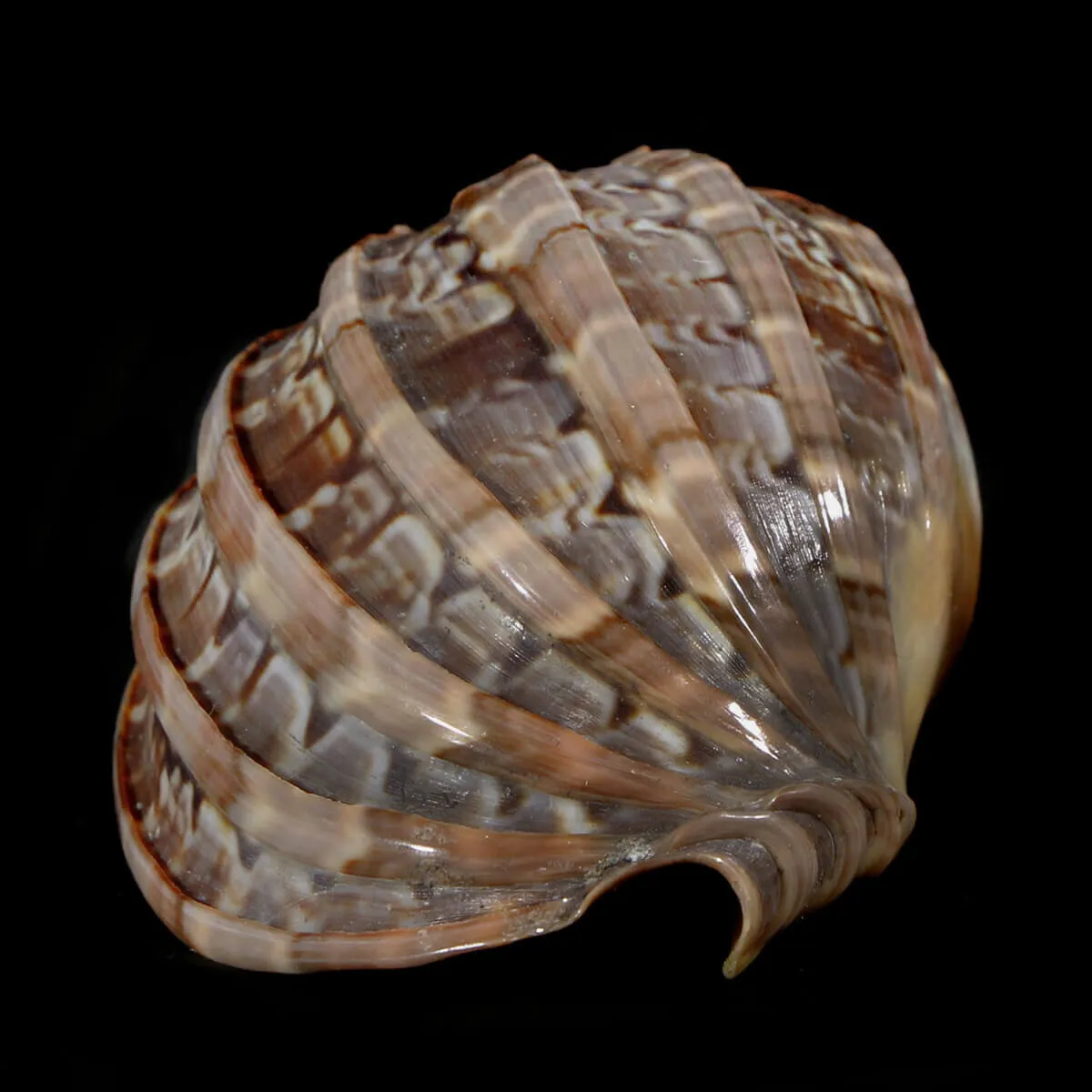 Harpa Cabriti