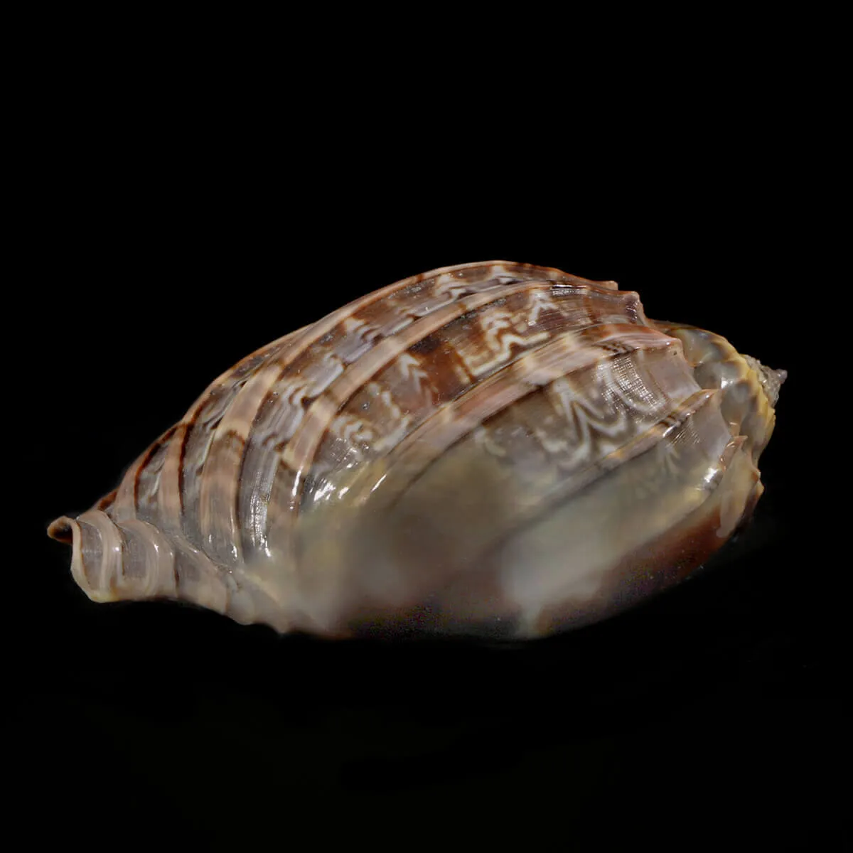 Harpa Cabriti