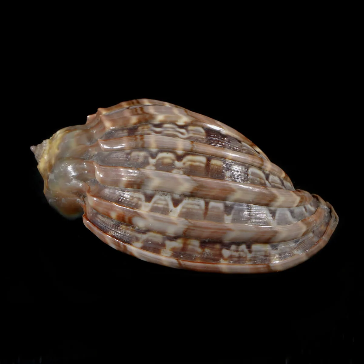 Harpa Cabriti