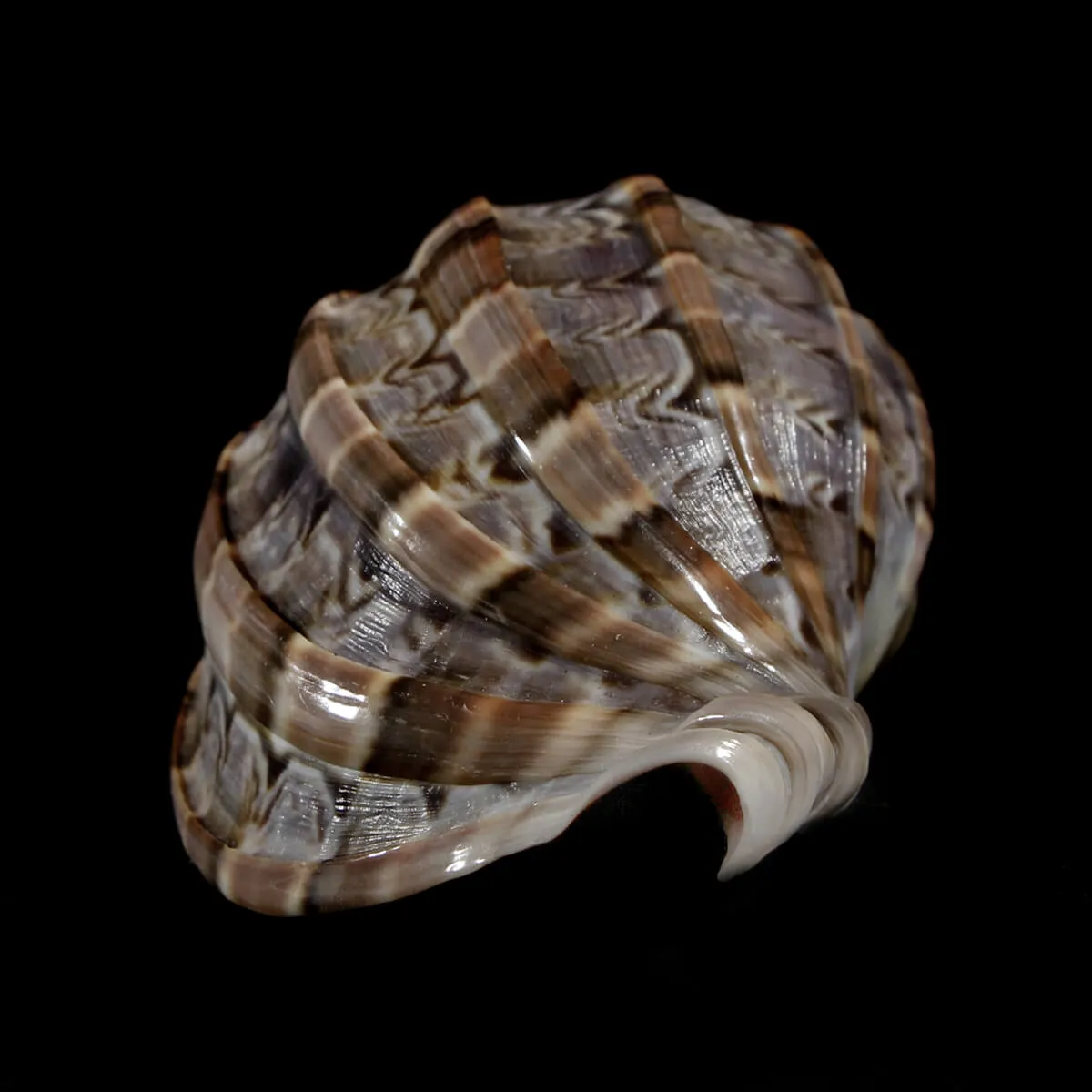 Harpa Cabriti