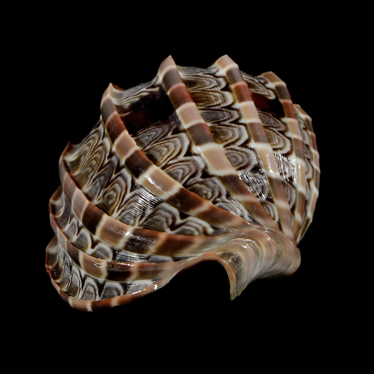 Harpa Cabriti