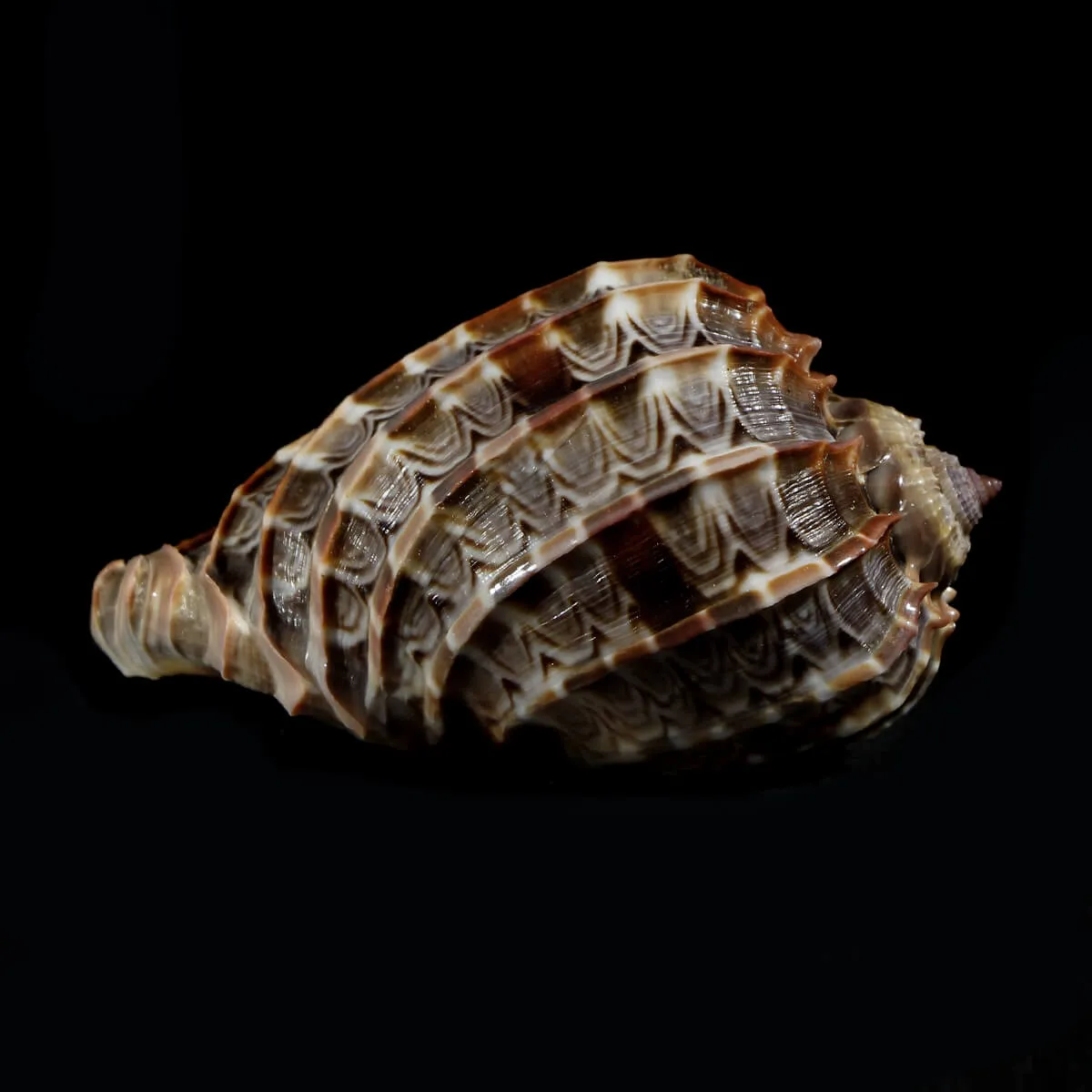 Harpa Cabriti