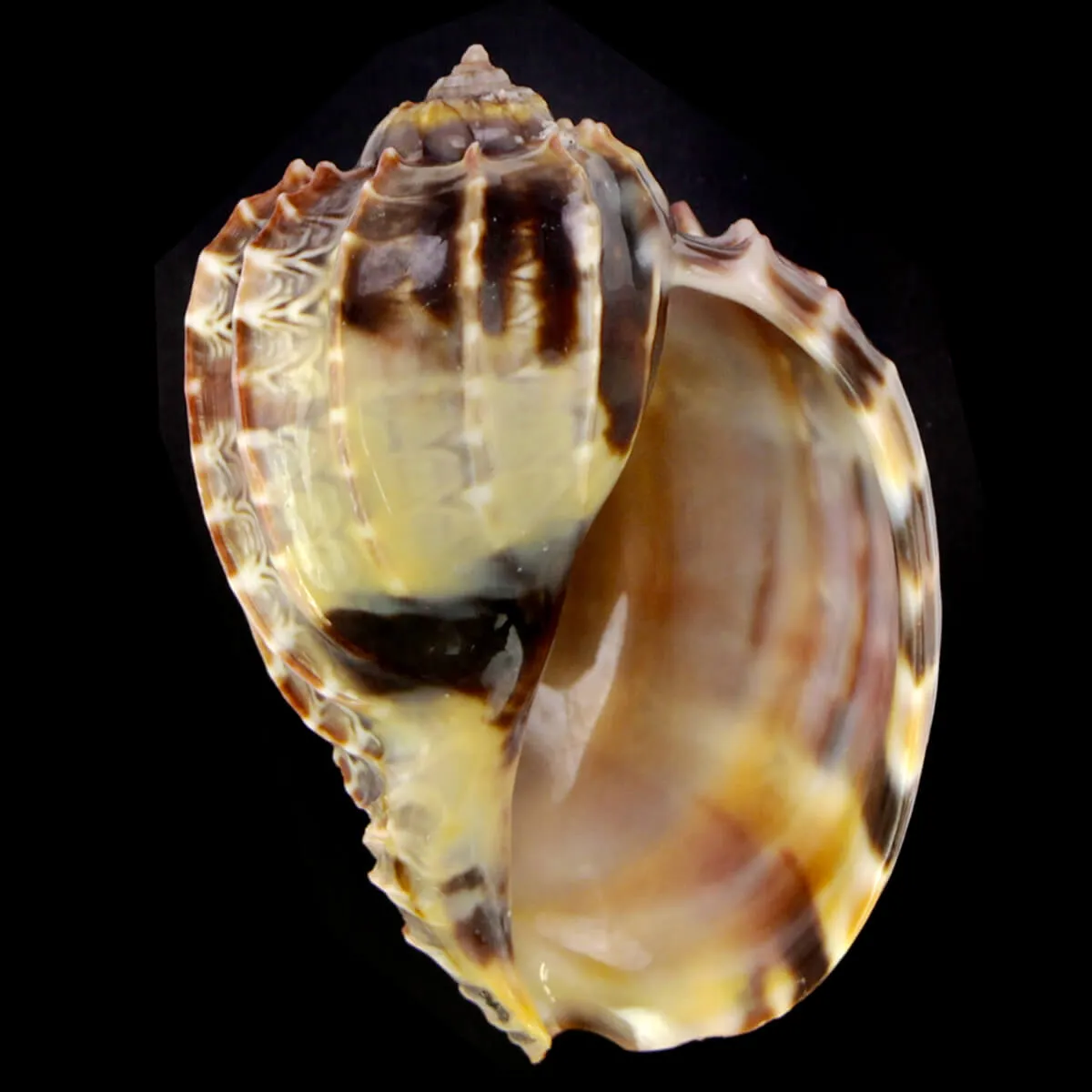 Harpa Cabriti