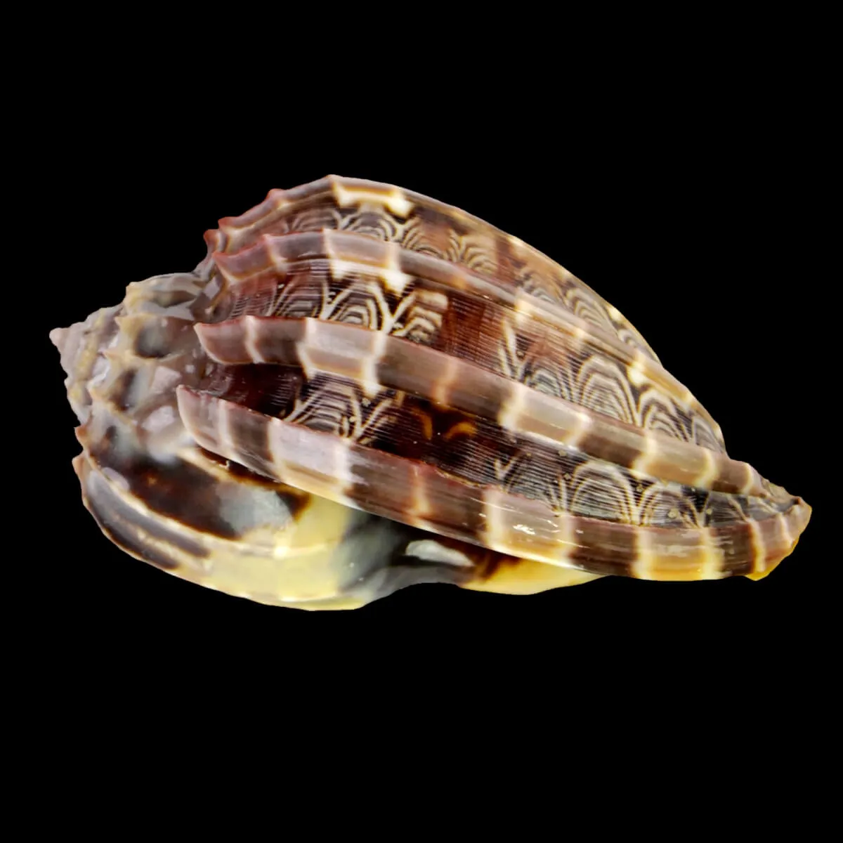 Harpa Cabriti