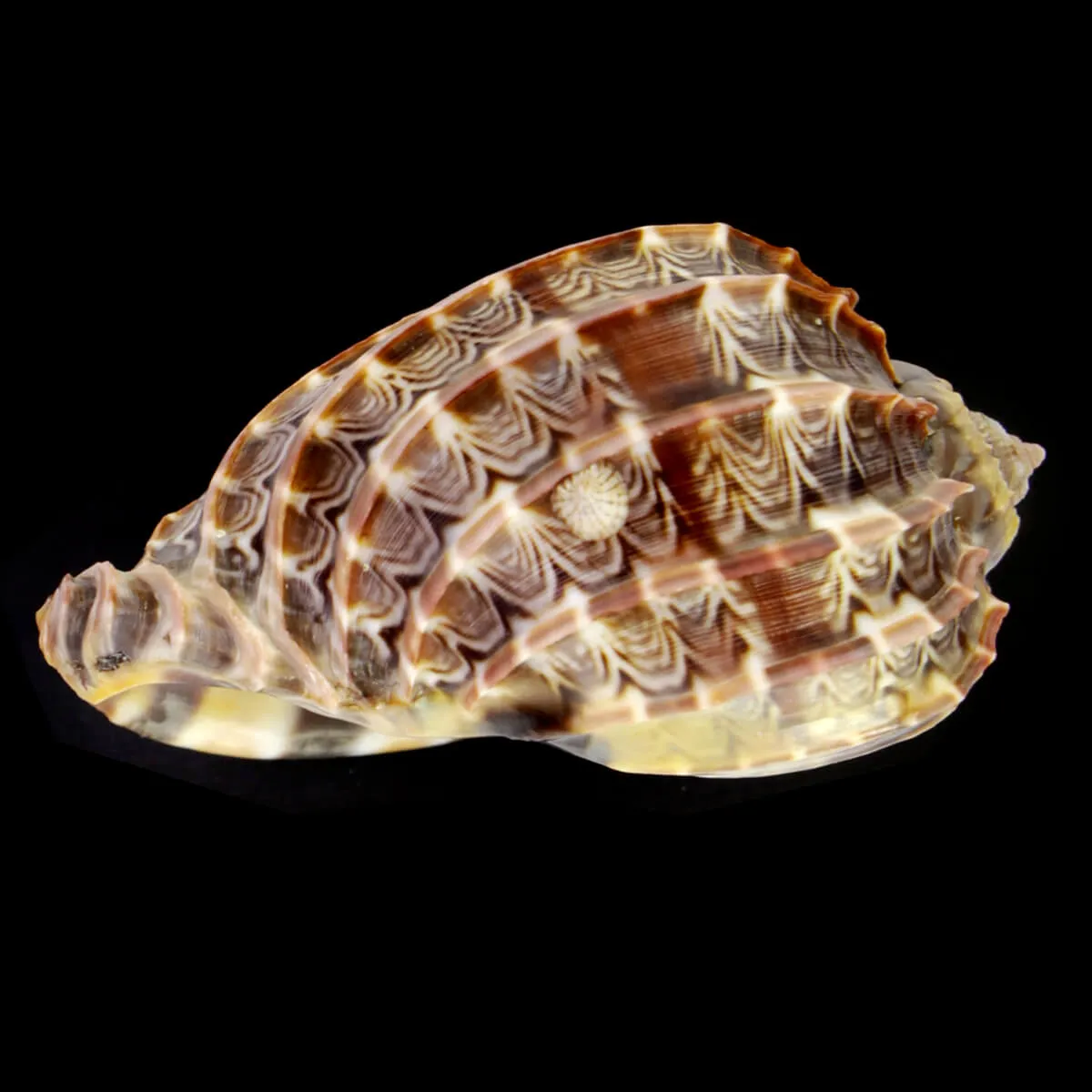 Harpa Cabriti