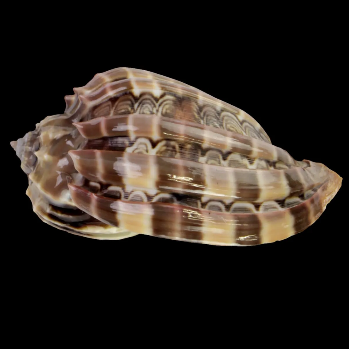 Harpa Cabriti