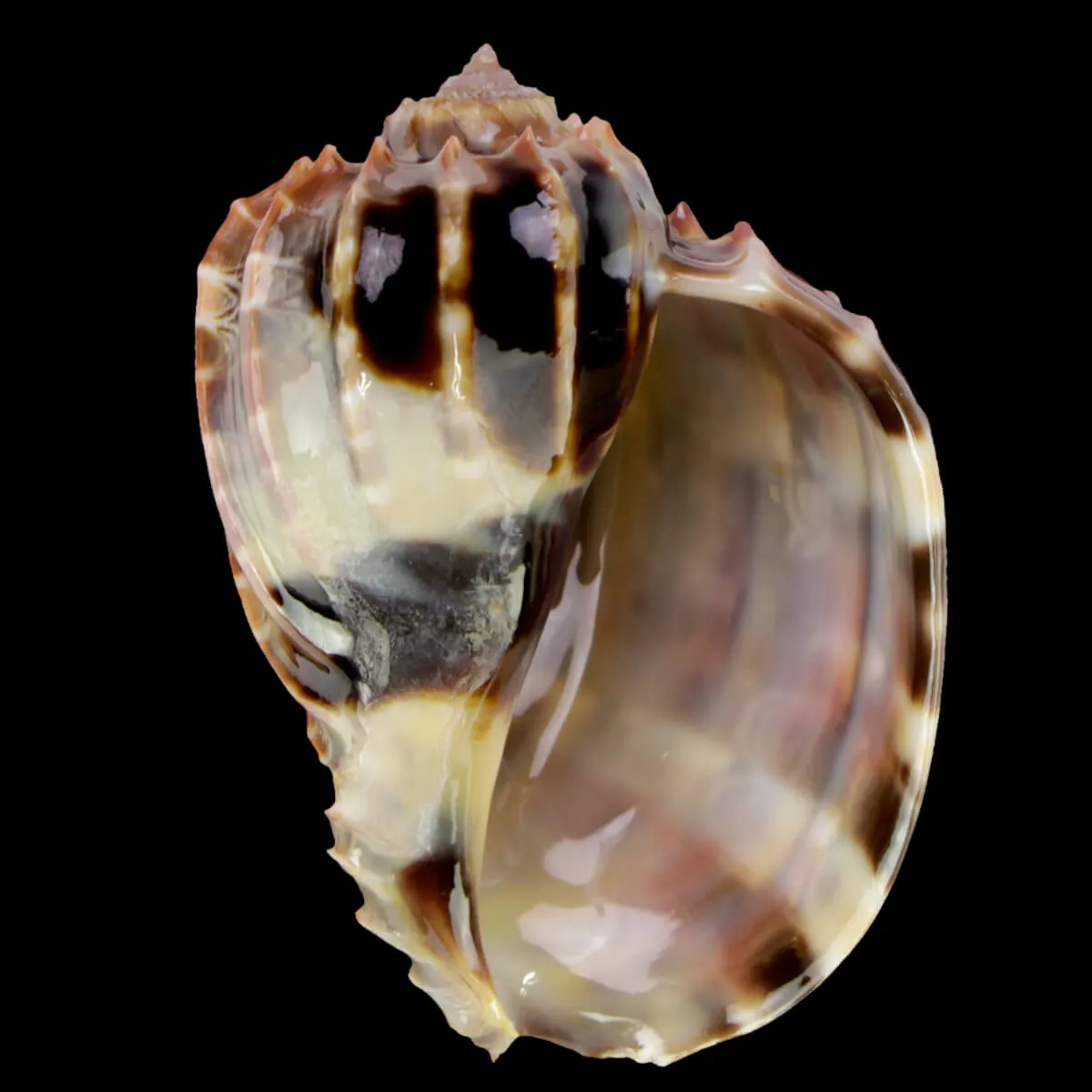Harpa Cabriti