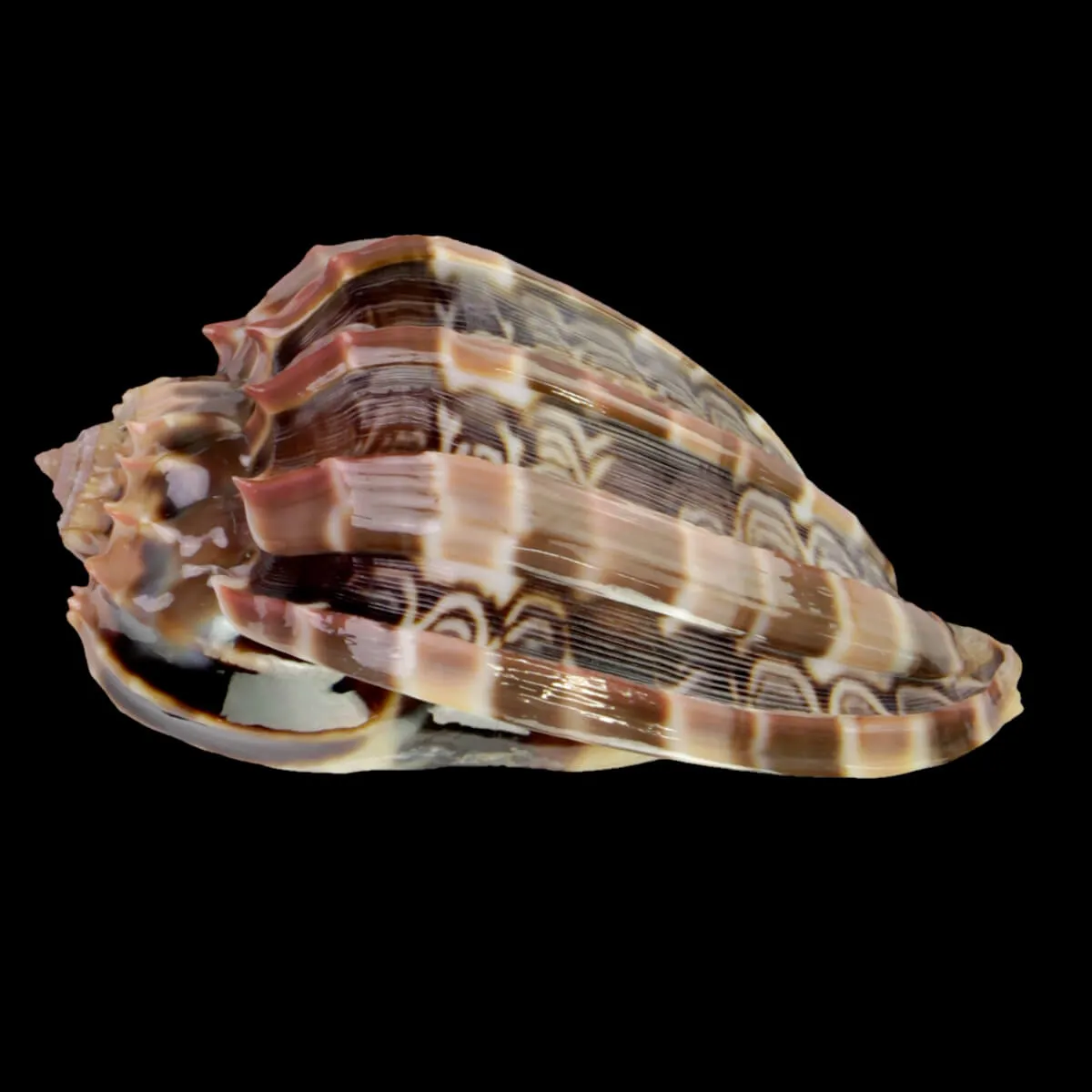 Harpa Cabriti