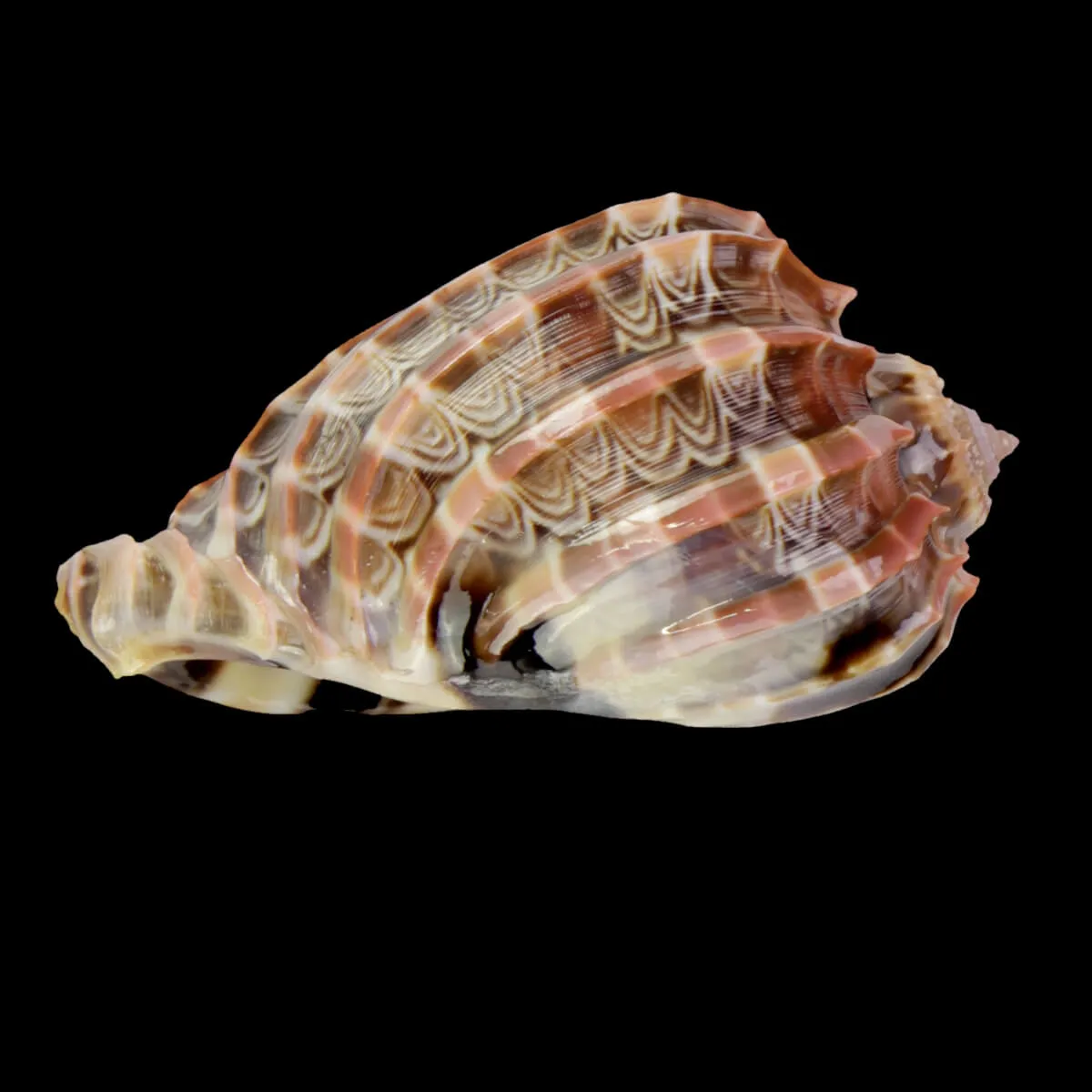 Harpa Cabriti
