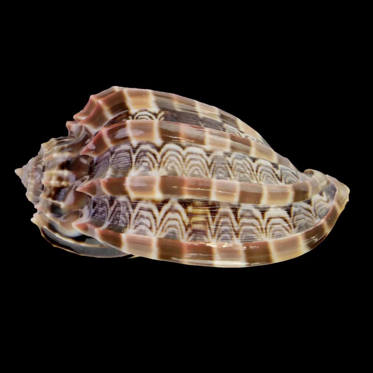 Harpa Cabriti