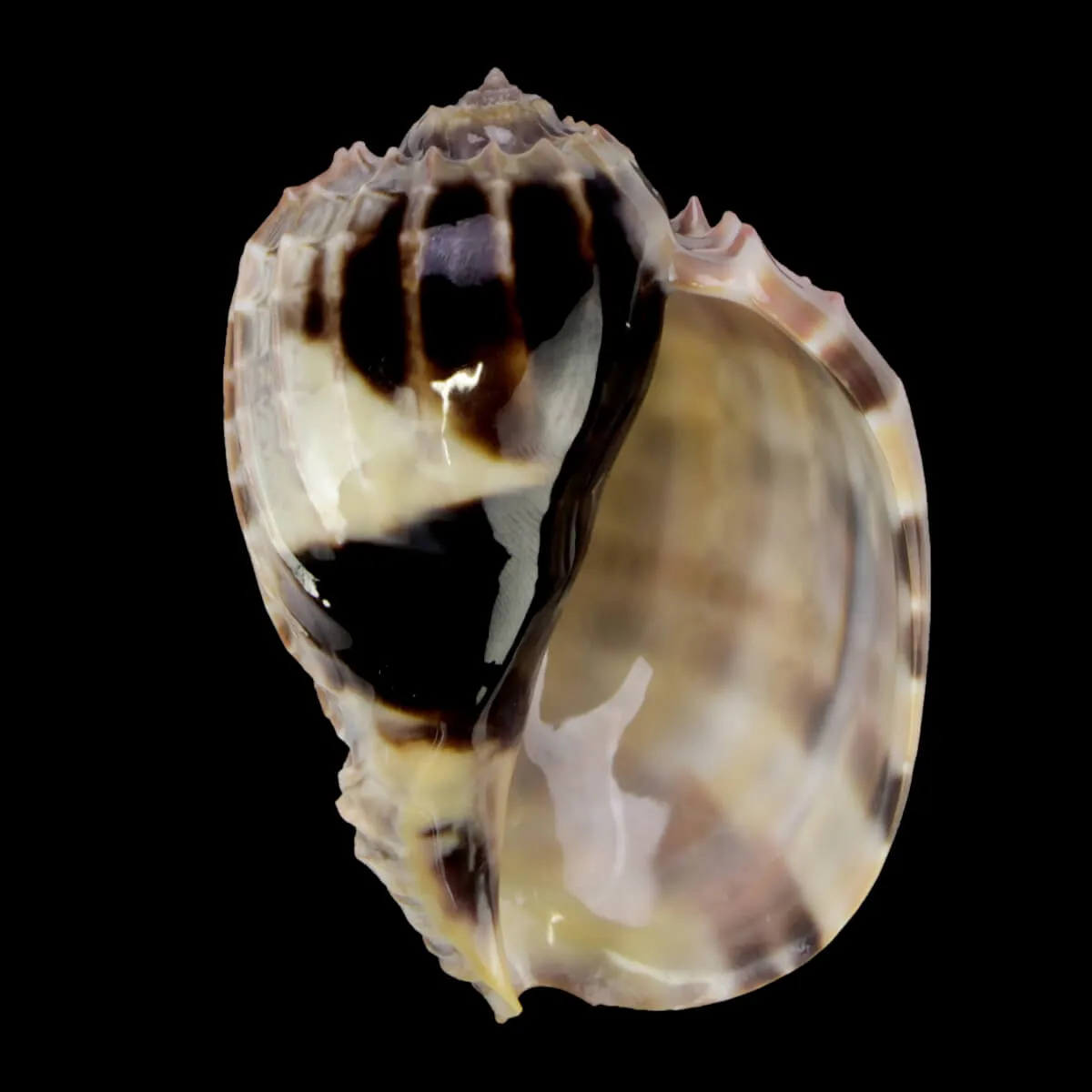 Harpa Cabriti