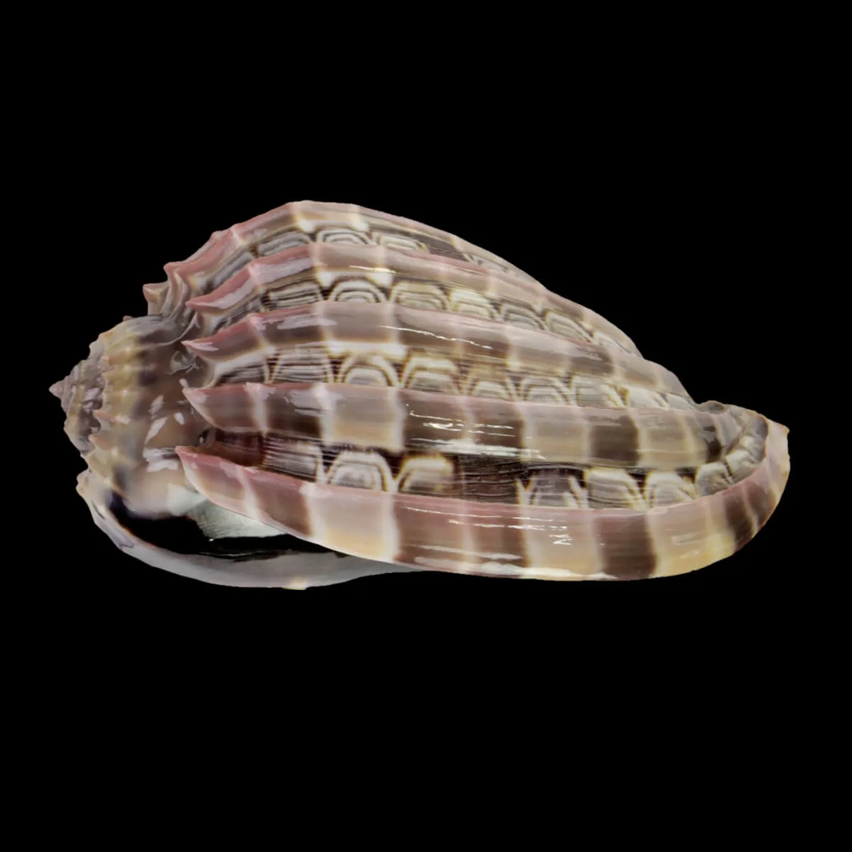 Harpa Cabriti