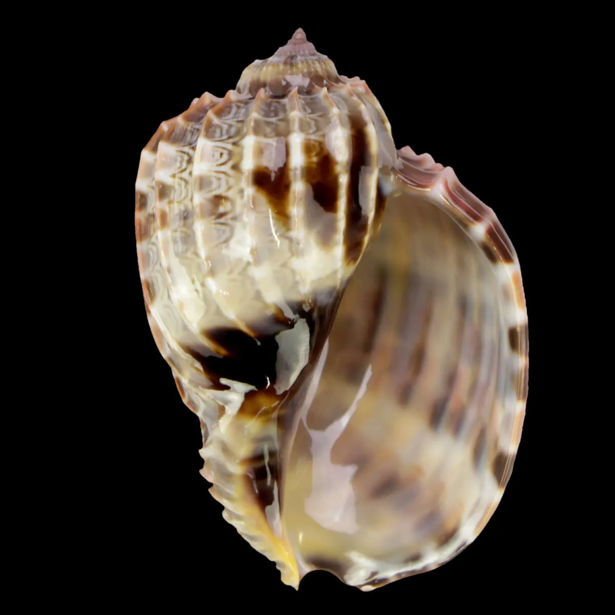 Harpa Cabriti