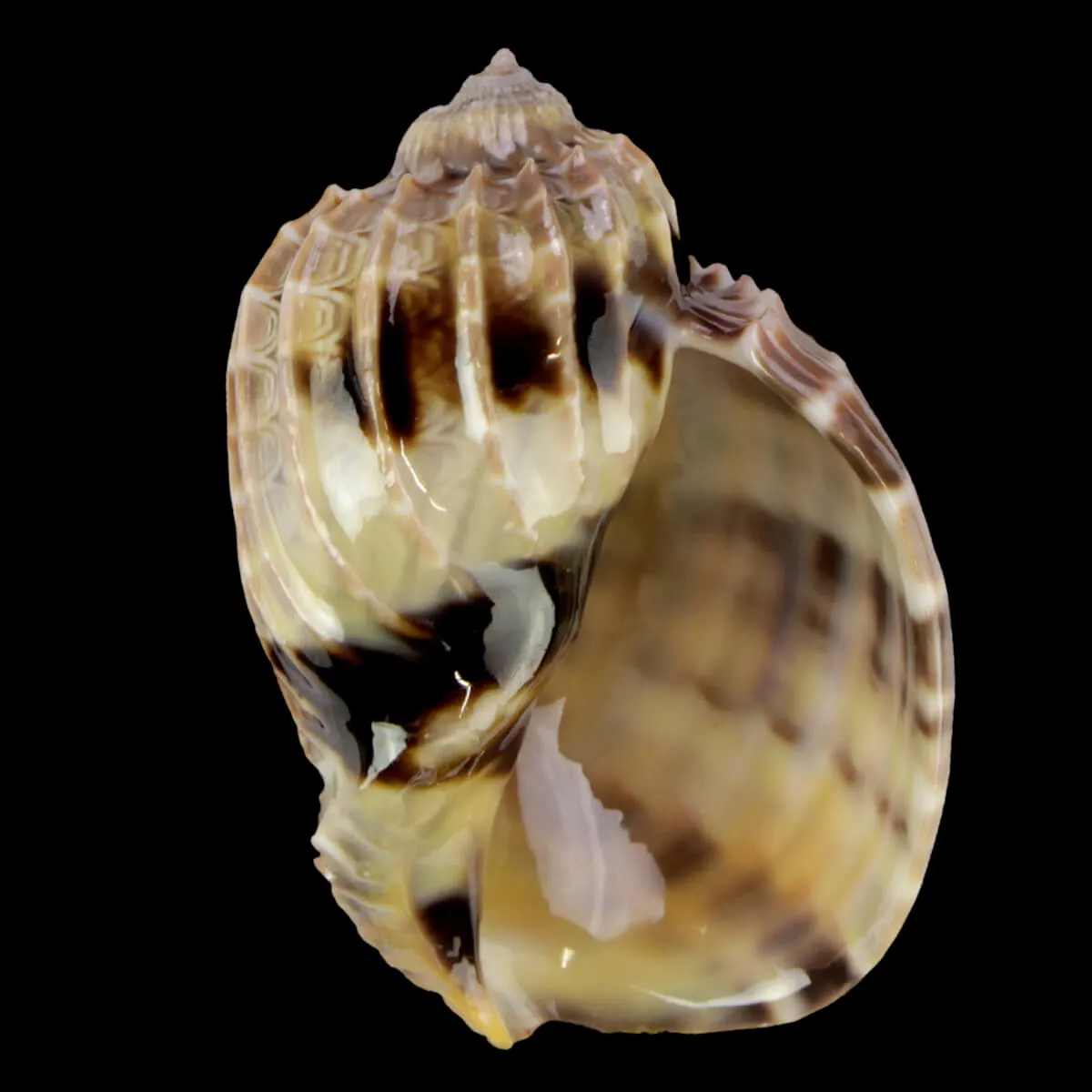 Harpa Cabriti Multicostata