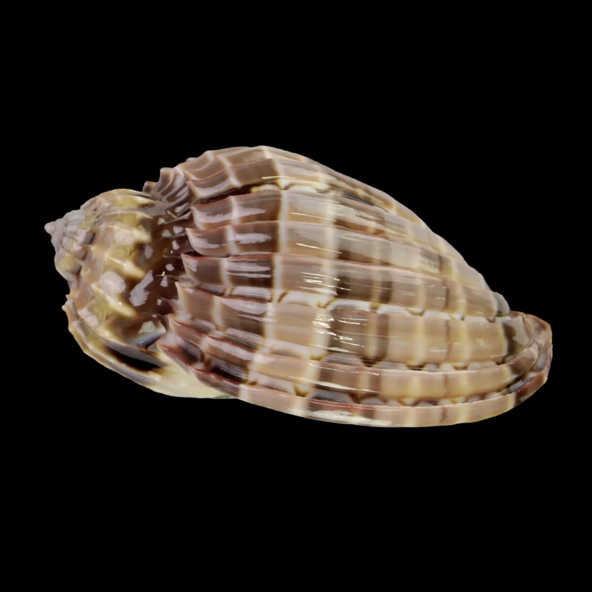 Harpa Cabriti Multicostata