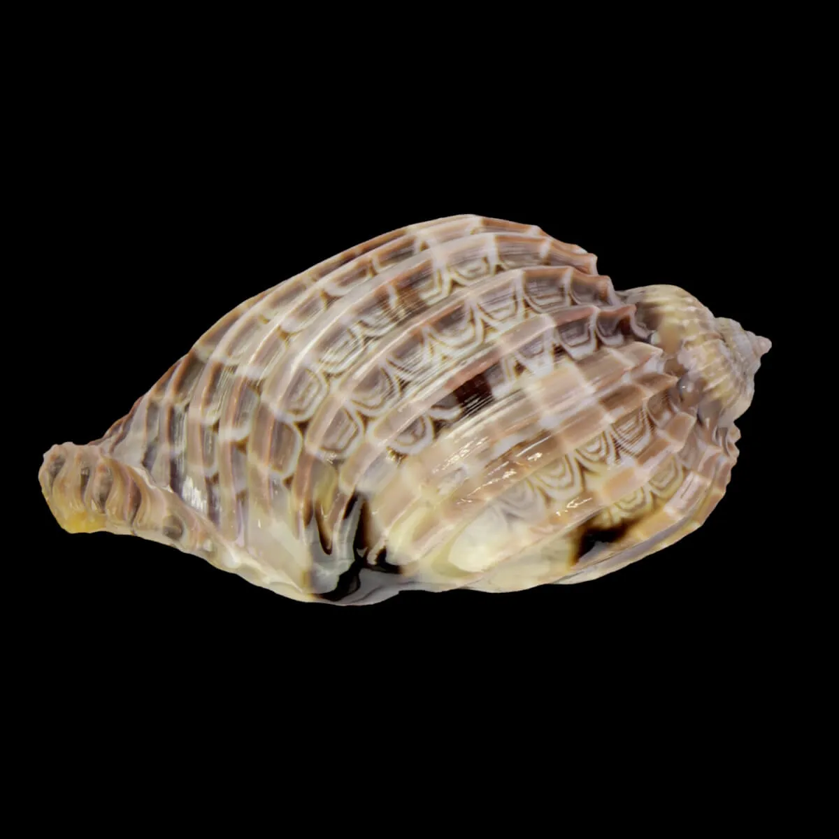 Harpa Cabriti Multicostata