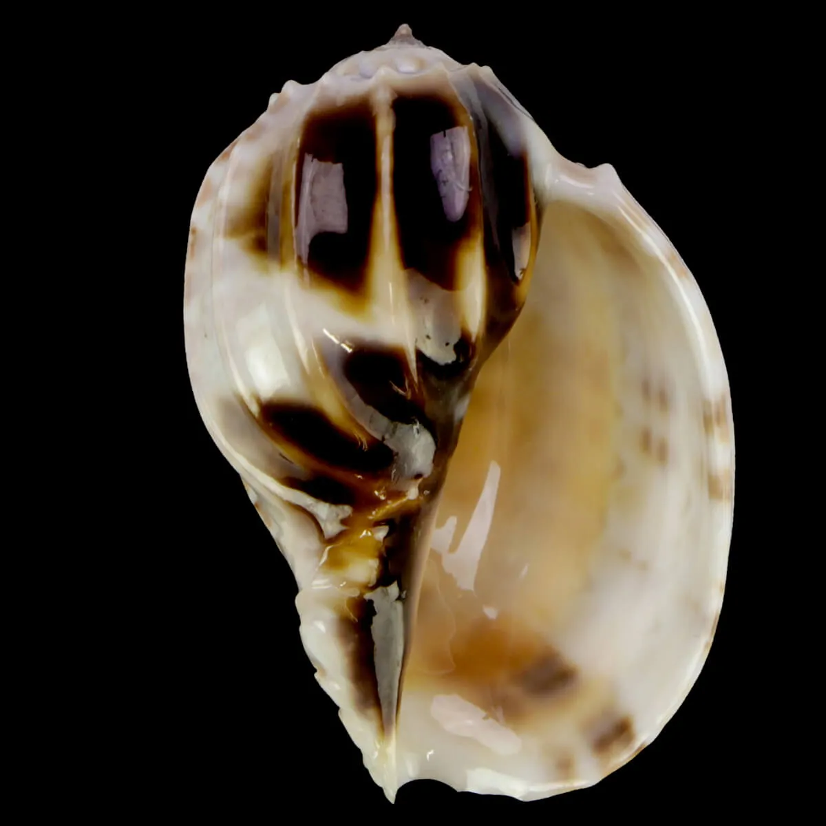 Harpa Cabriti White