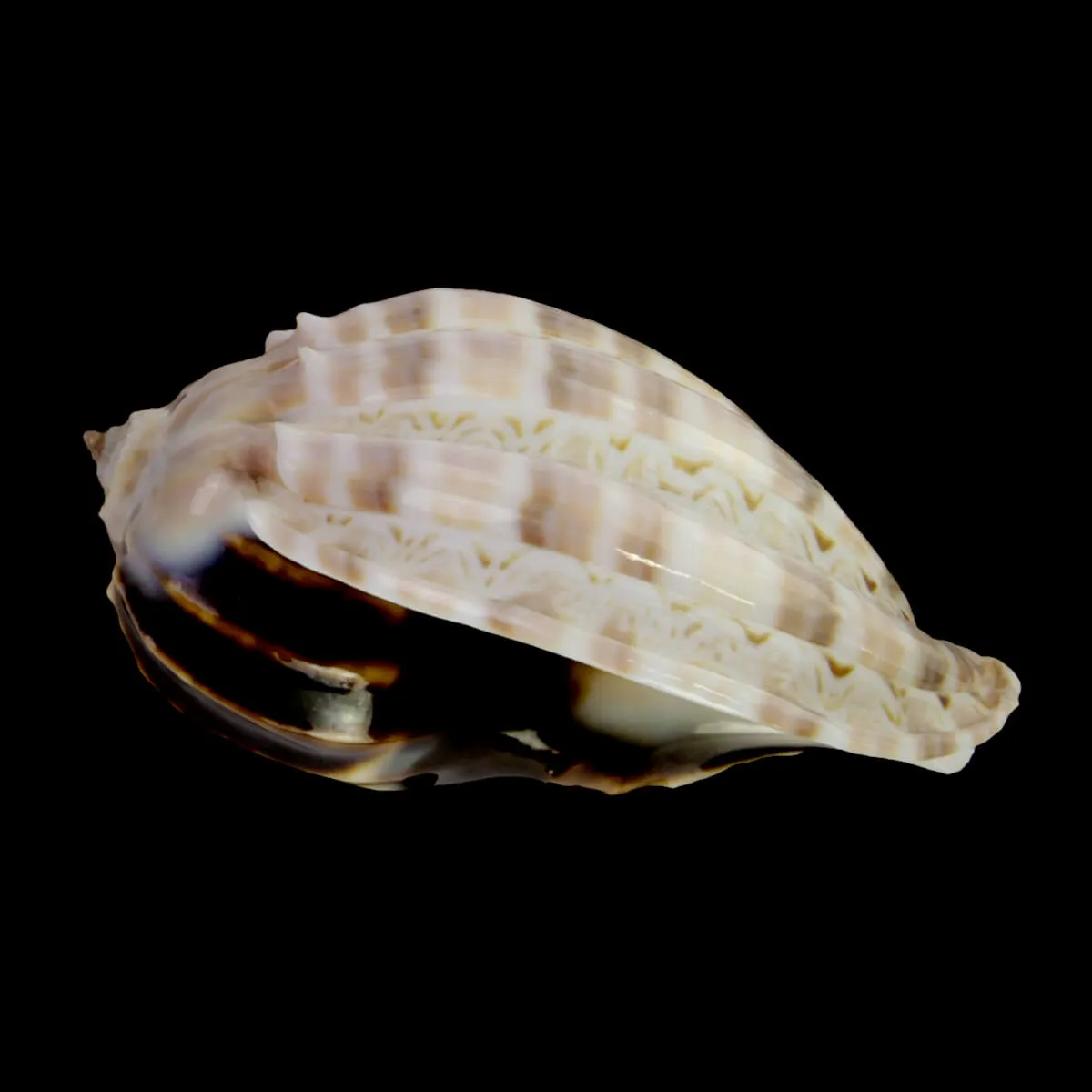 Harpa Cabriti White