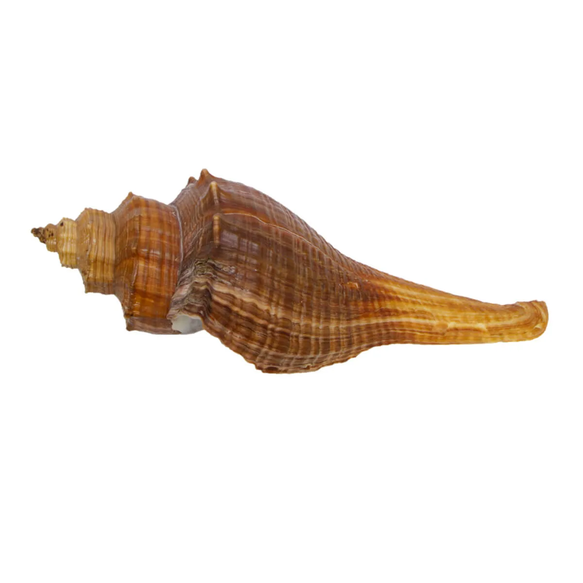 Hemifusus Carinifer