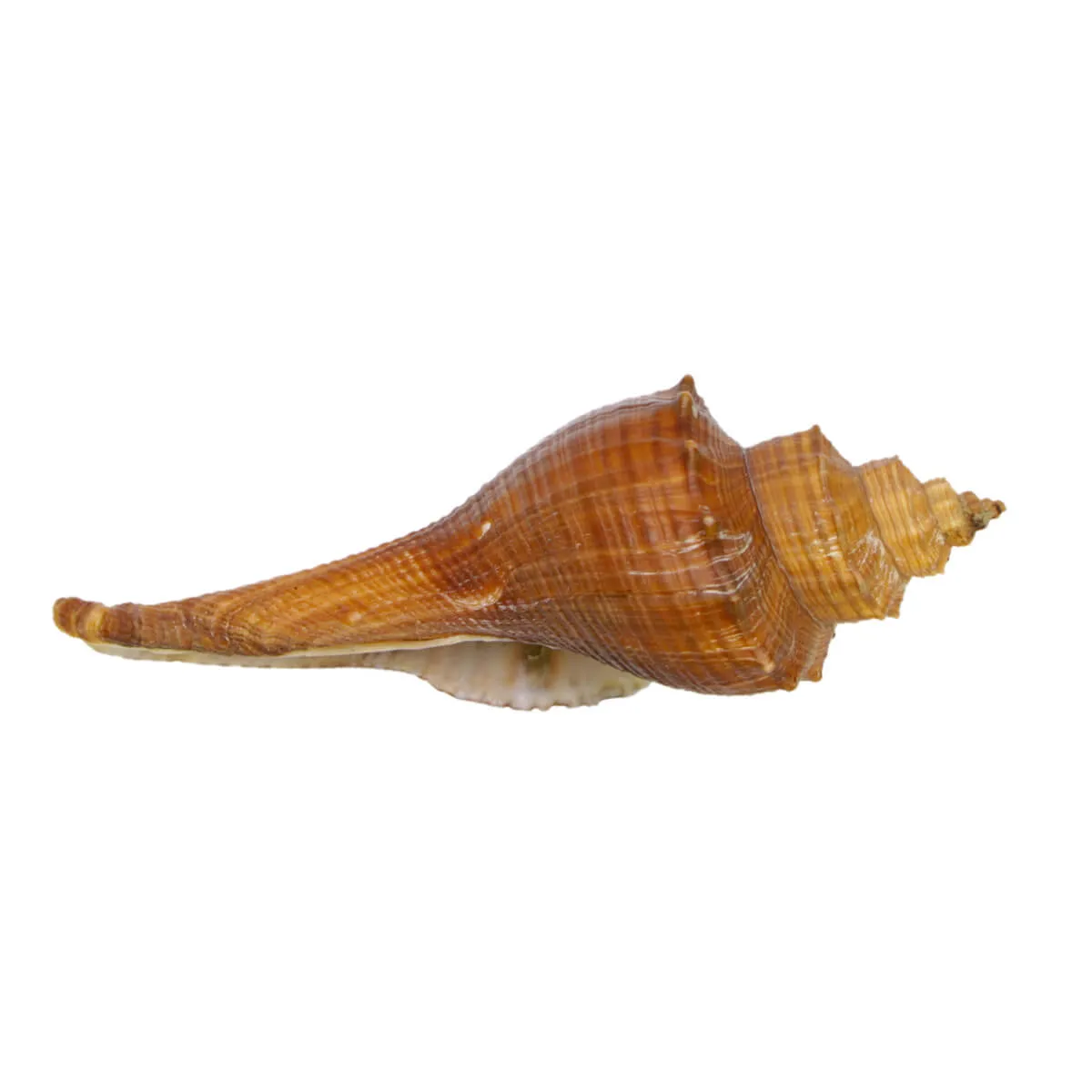 Hemifusus Carinifer