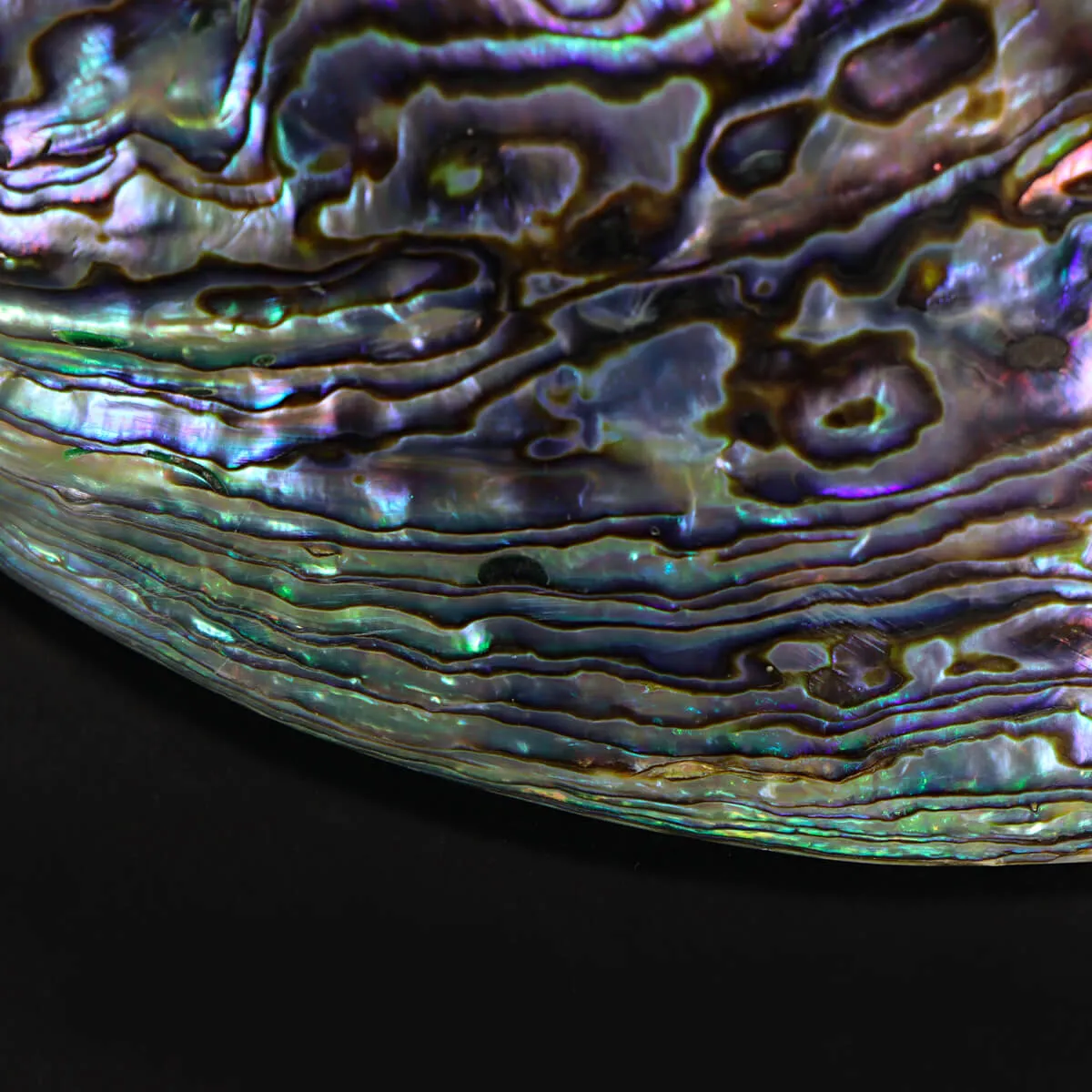 Haliotis Iris